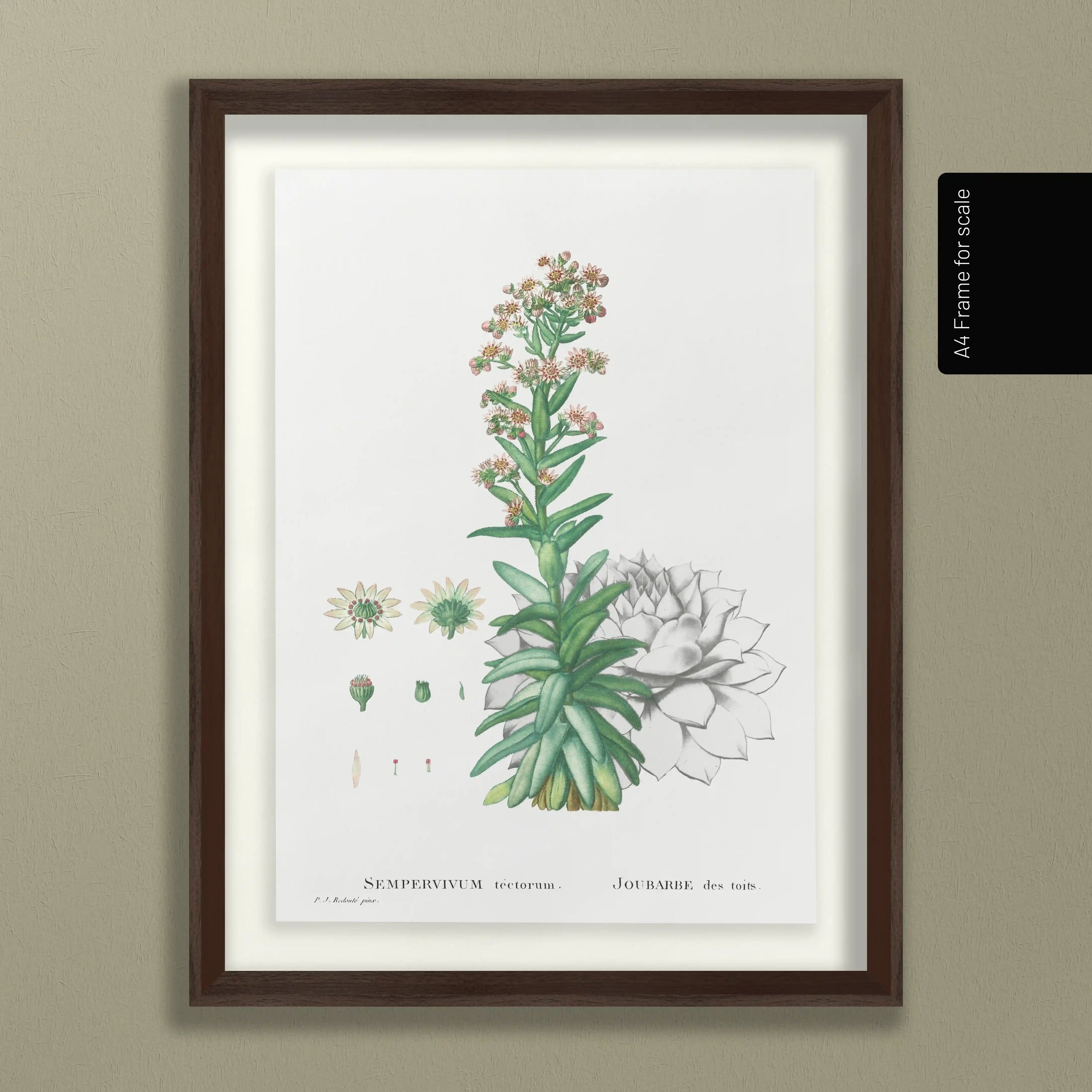 Plant Studies: Plate No. 46