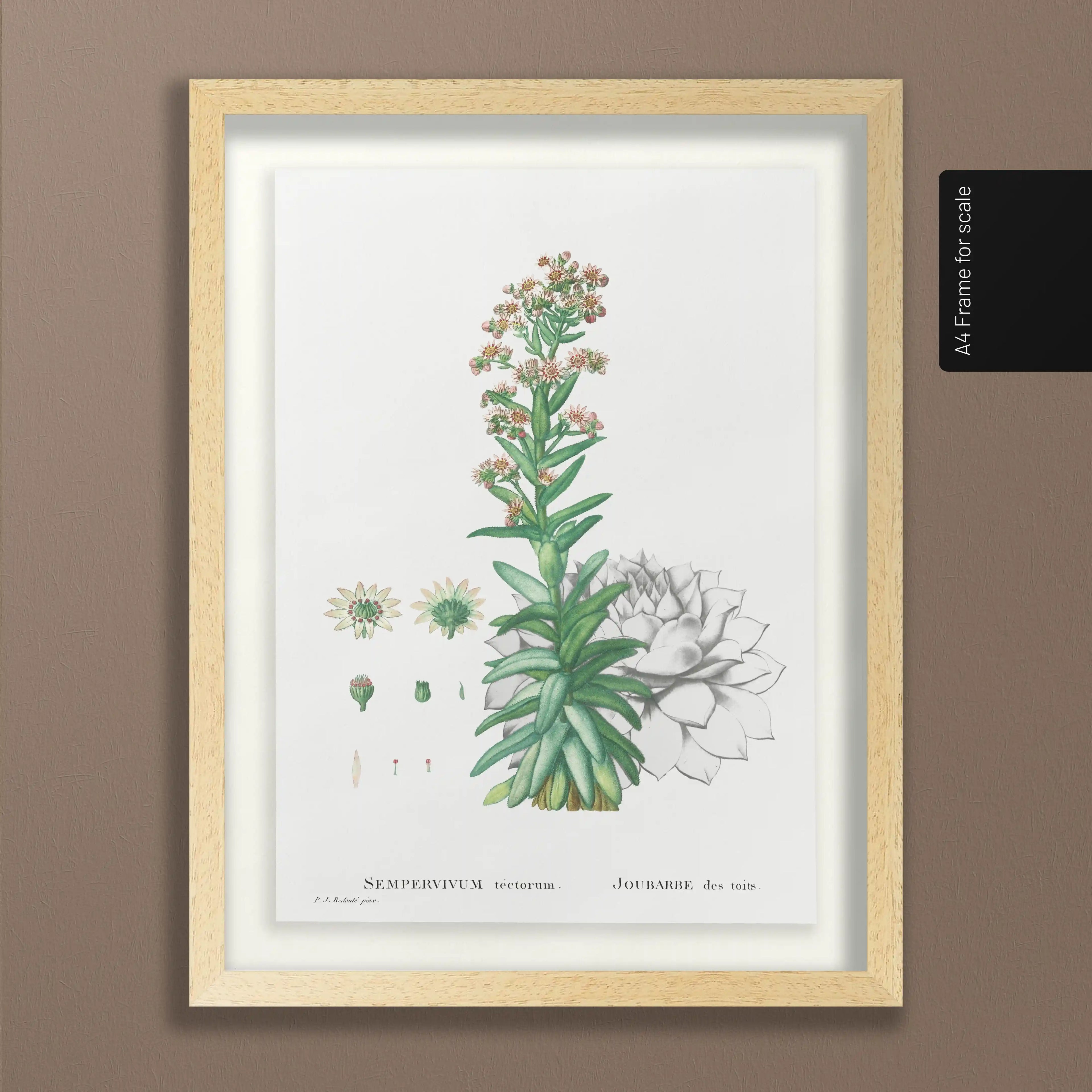 Plant Studies: Plate No. 46