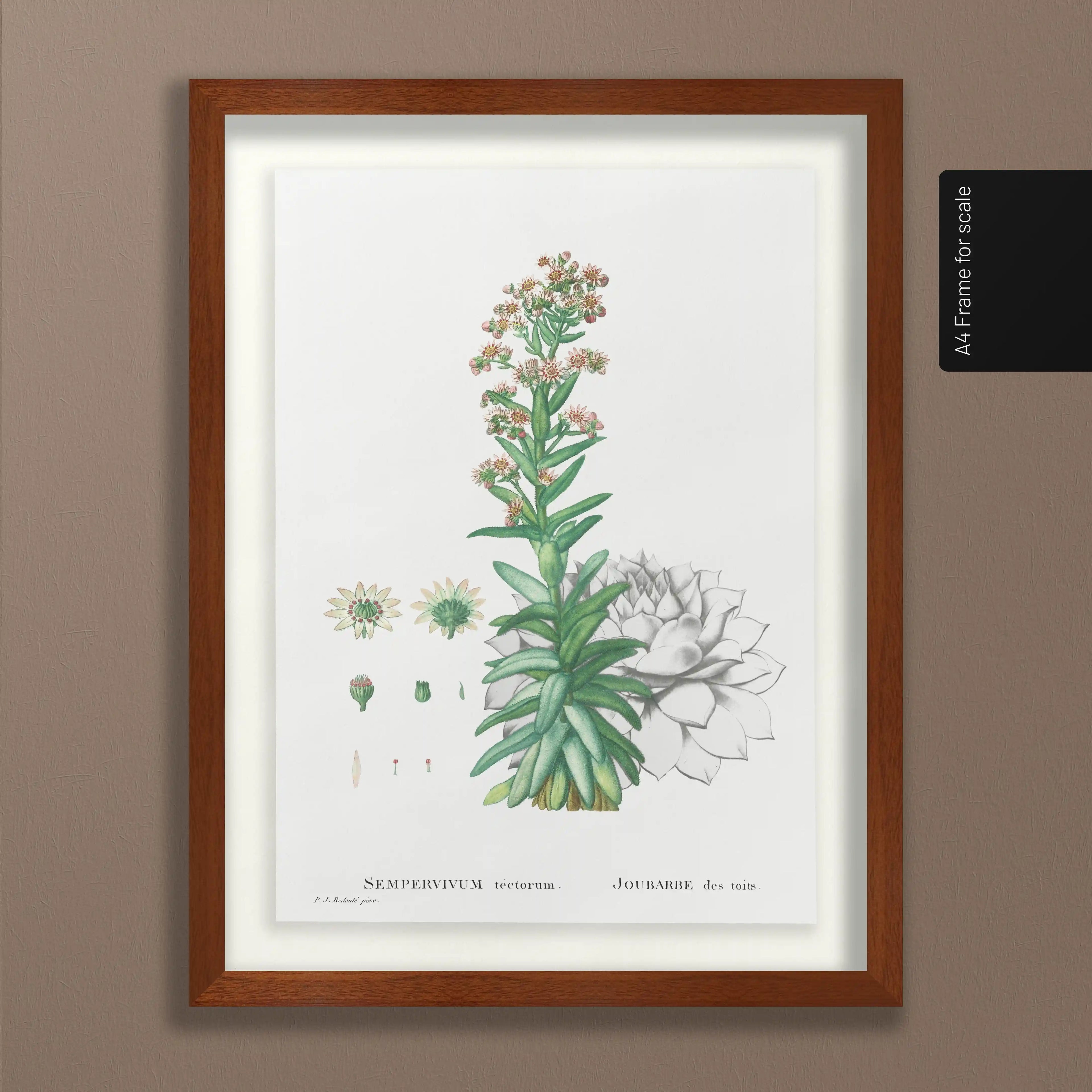 Plant Studies: Plate No. 46