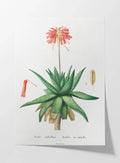 Plant Studies: Plate No. 47