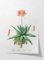 Plant Studies: Plate No. 47