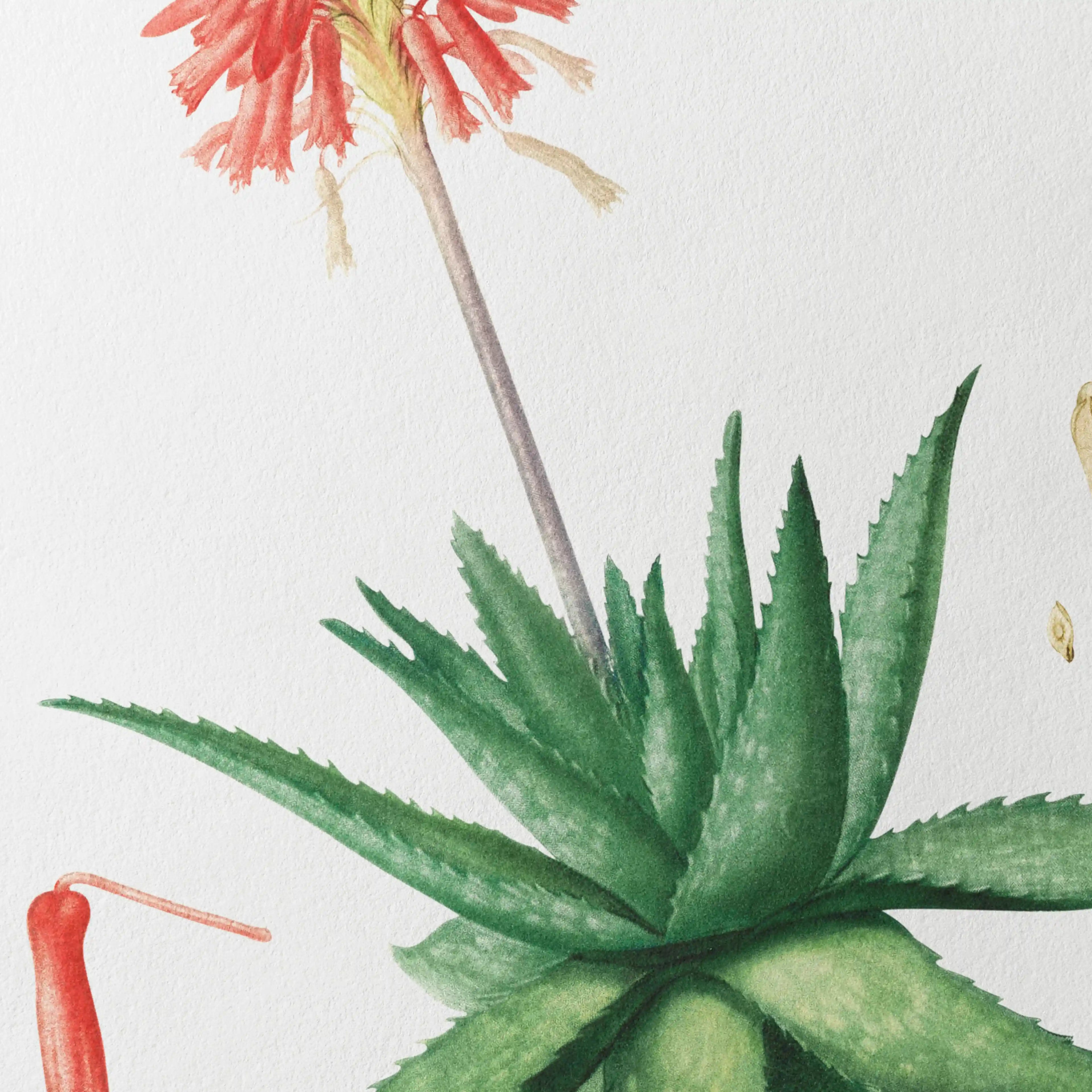 Plant Studies: Plate No. 47