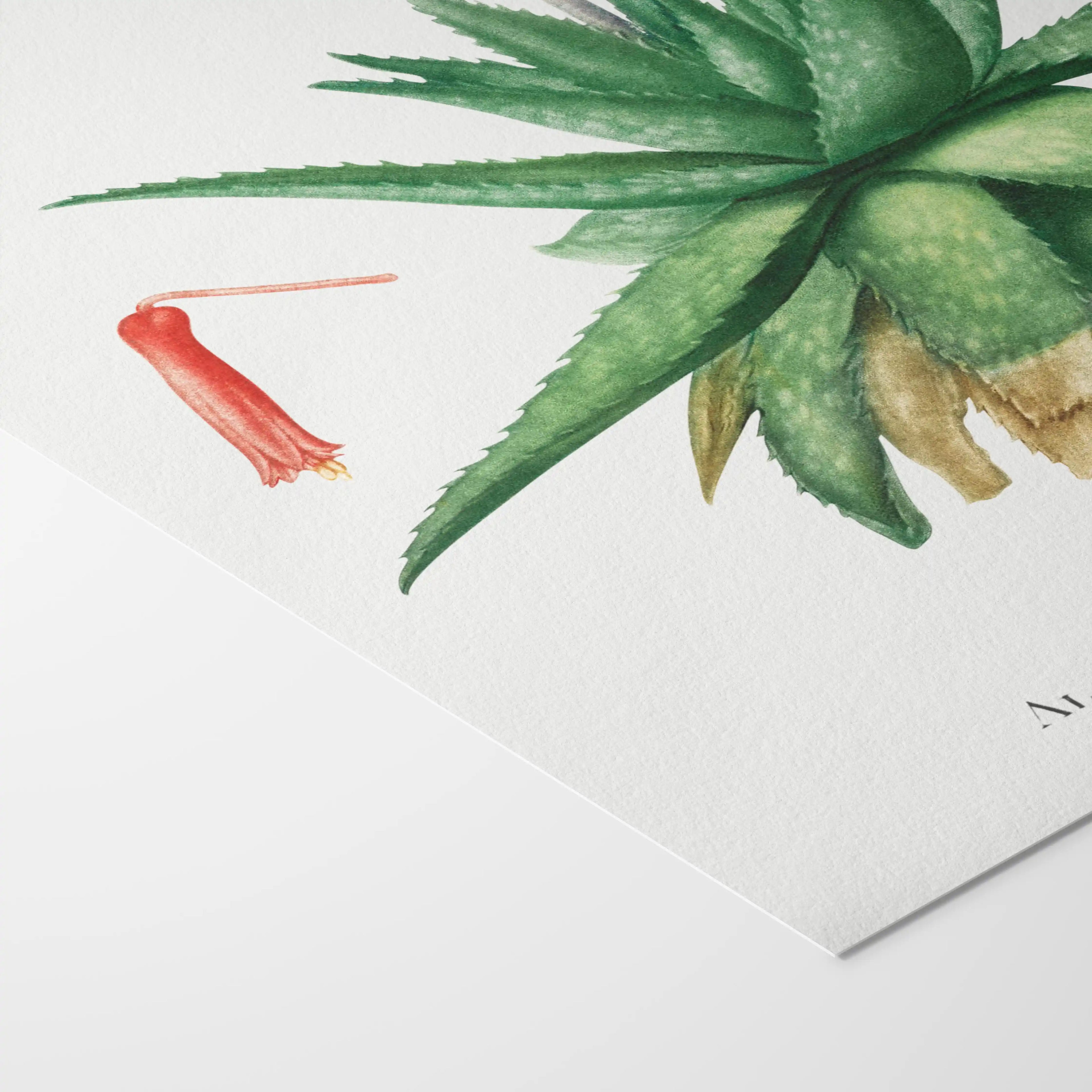 Plant Studies: Plate No. 47