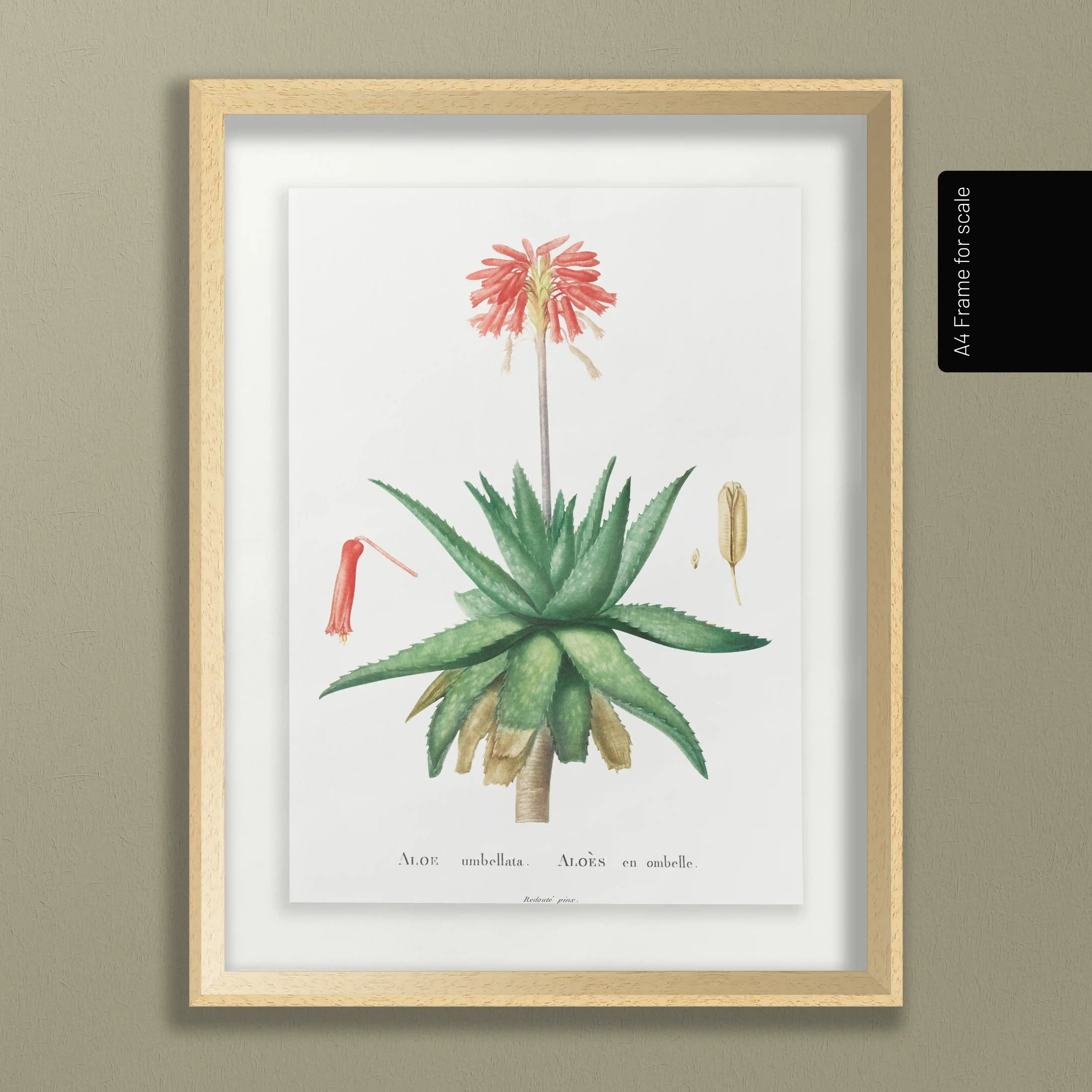 Plant Studies: Plate No. 47