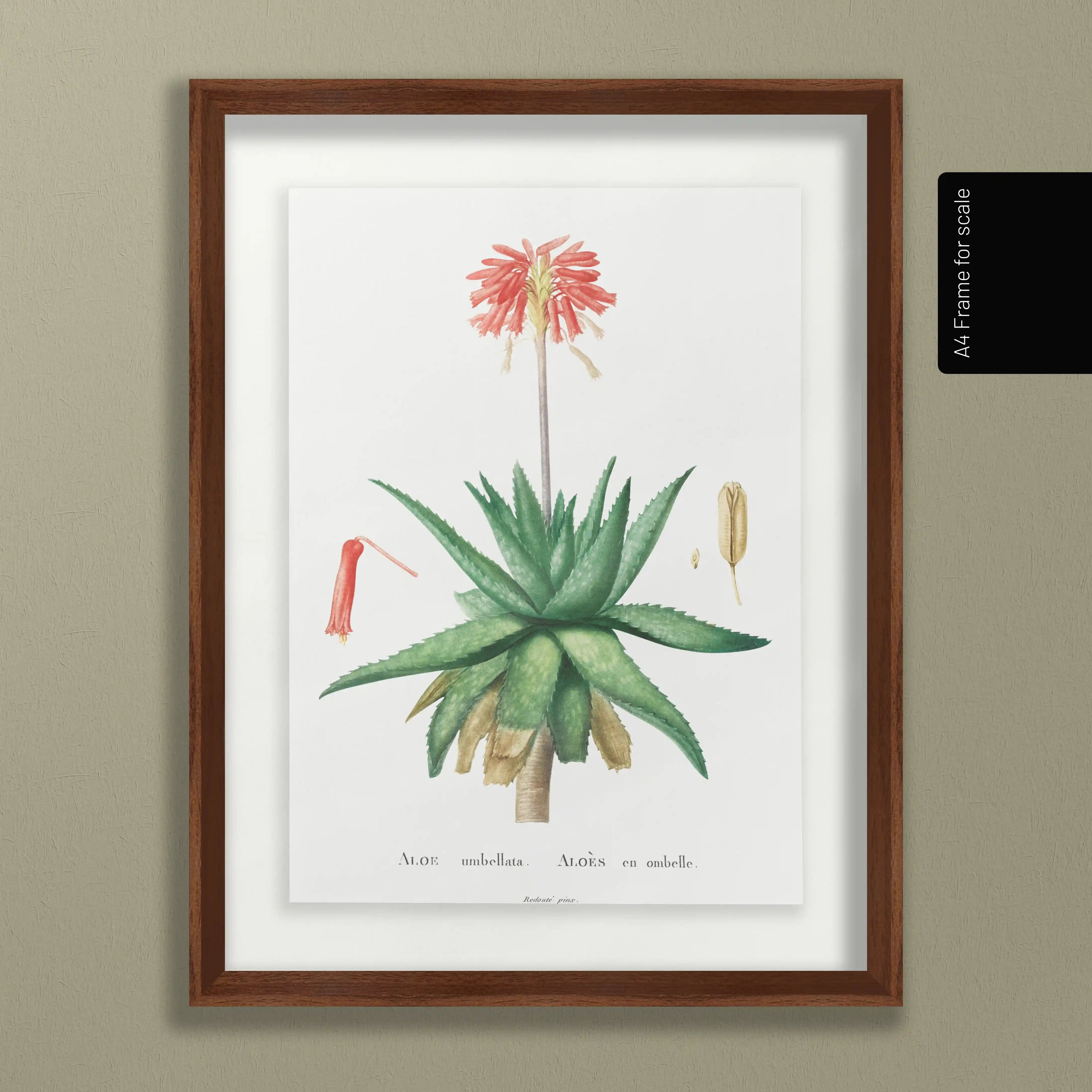 Plant Studies: Plate No. 47