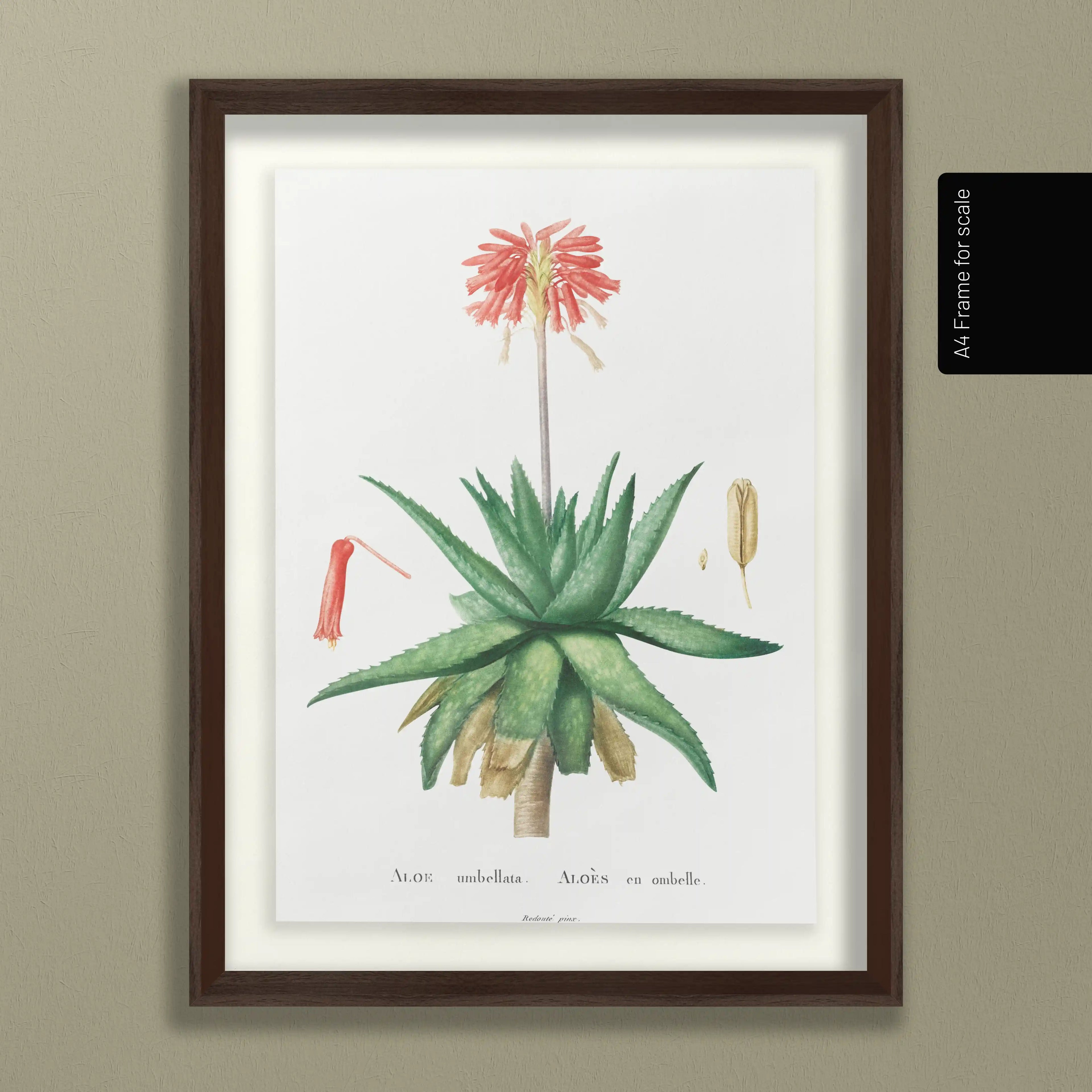 Plant Studies: Plate No. 47