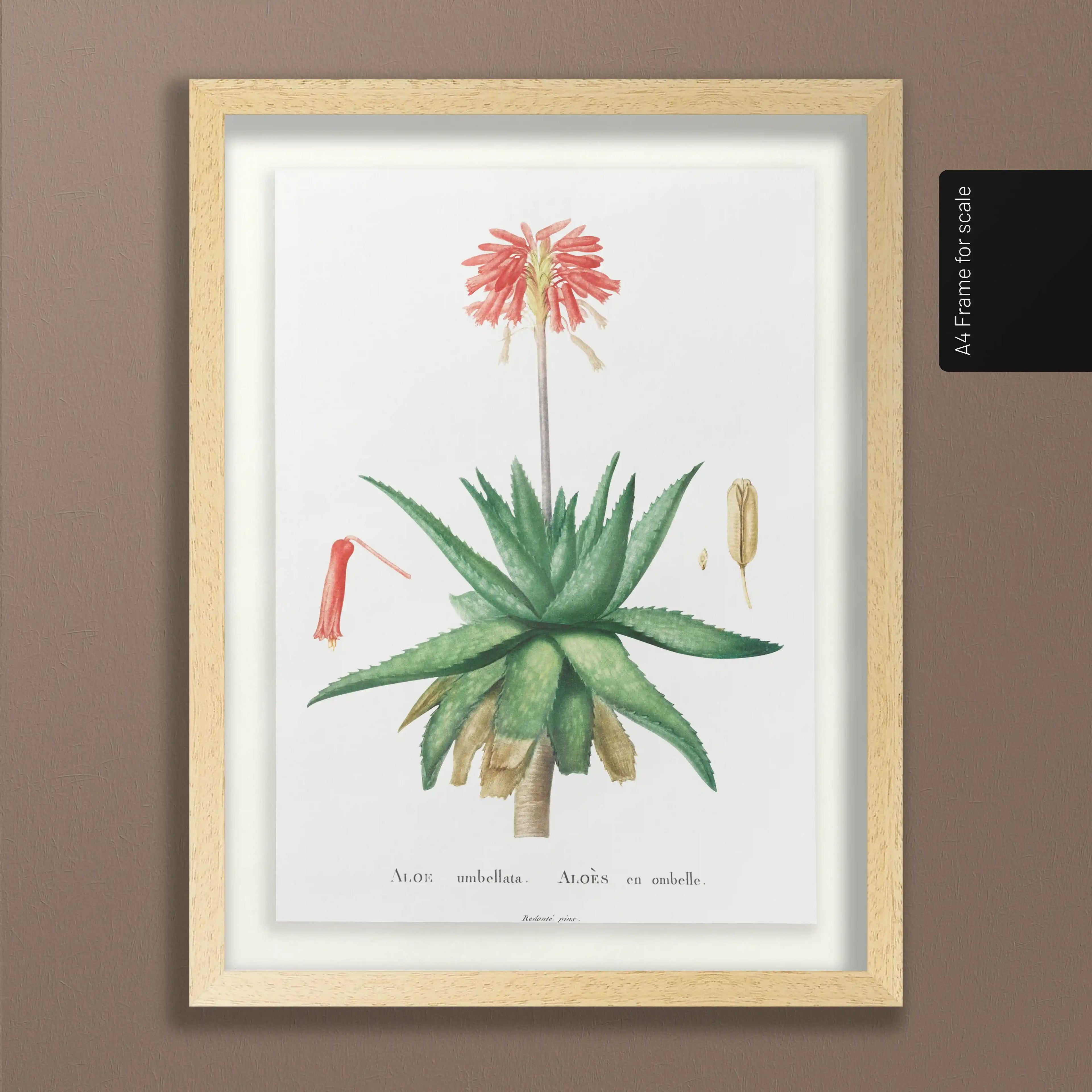 Plant Studies: Plate No. 47