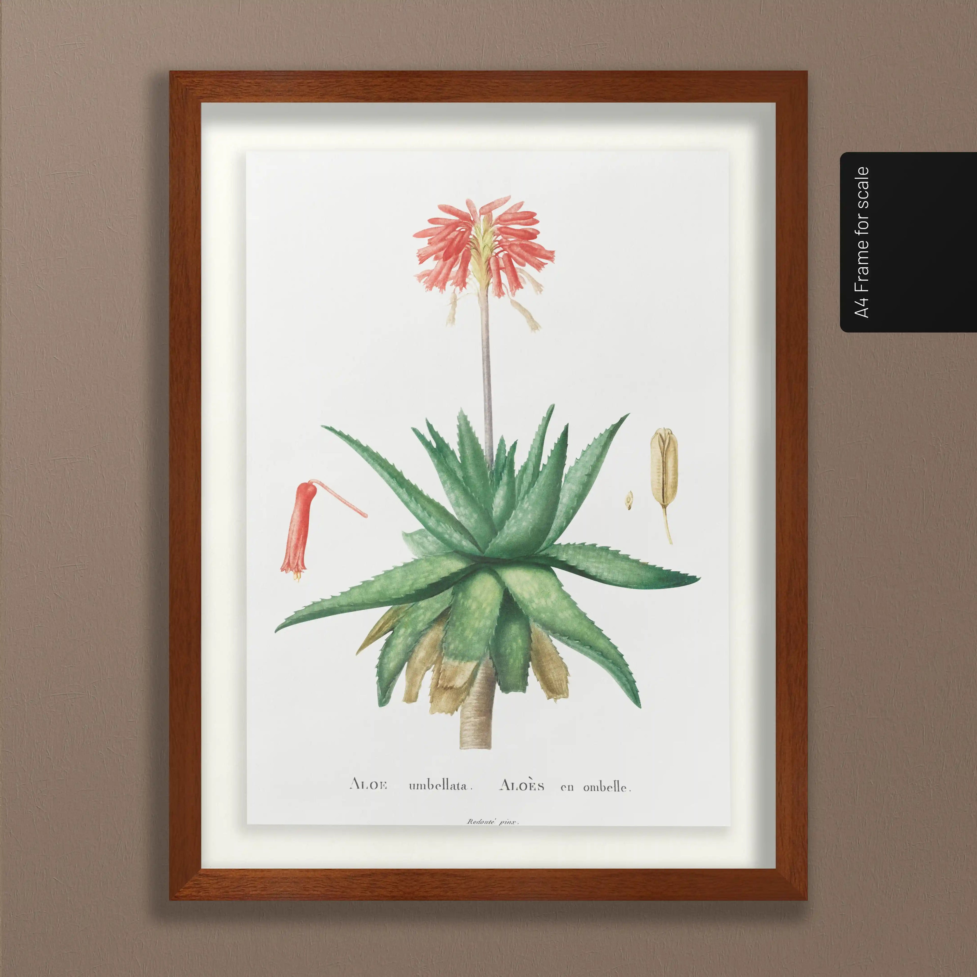 Plant Studies: Plate No. 47