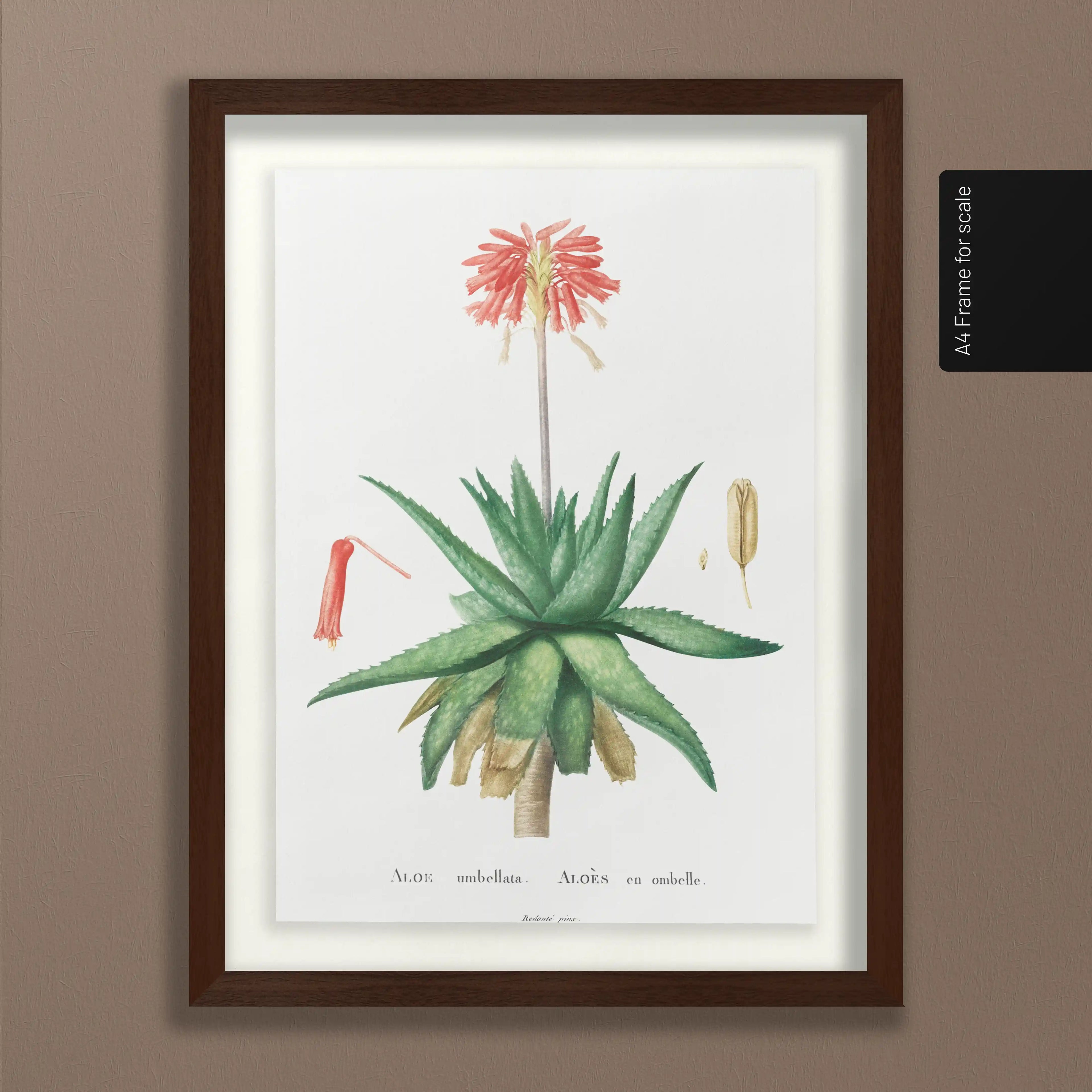 Plant Studies: Plate No. 47