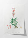 Plant Studies: Plate No. 48