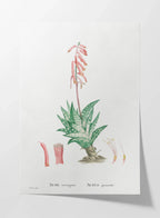 Plant Studies: Plate No. 48