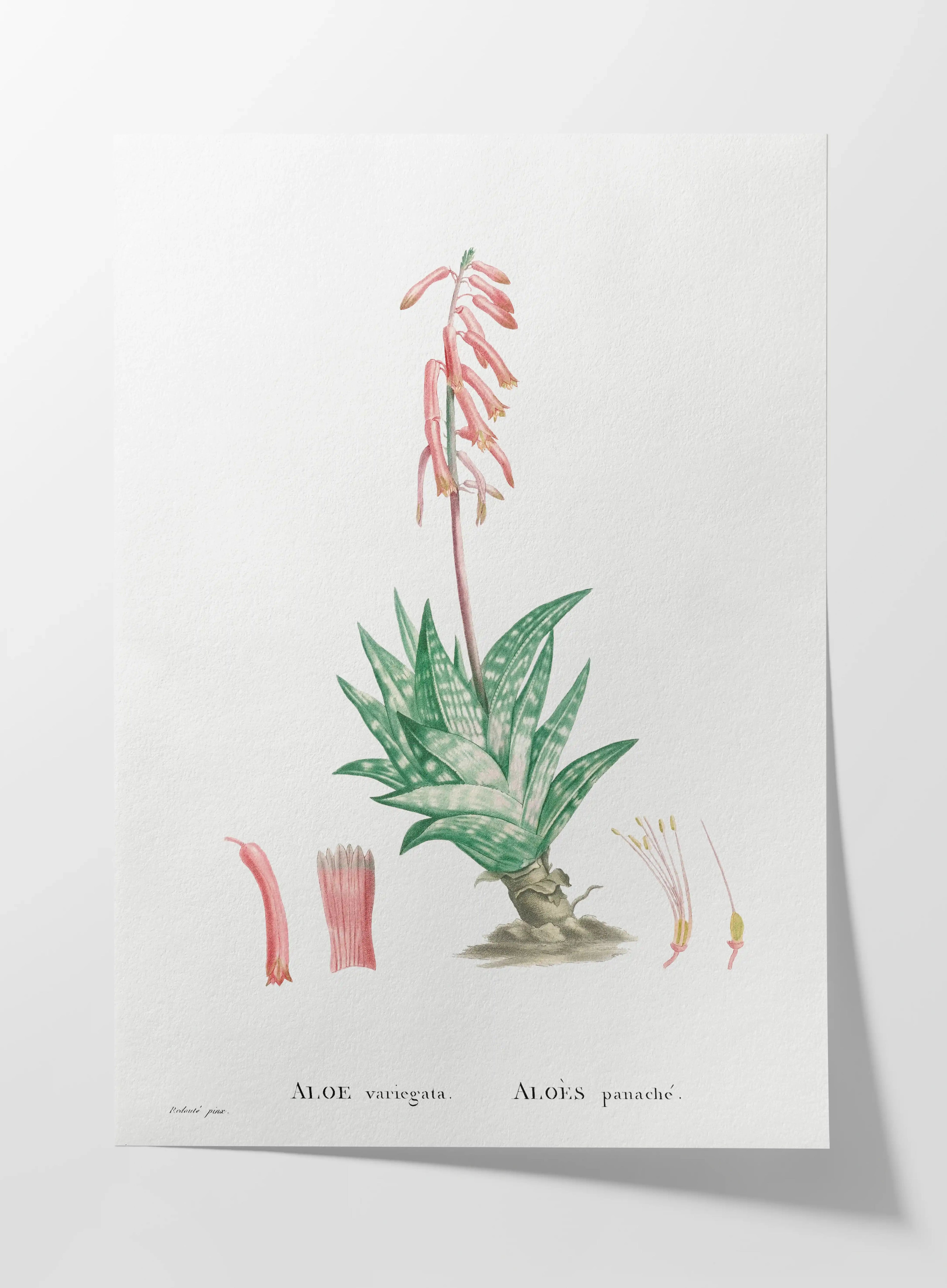 Plant Studies: Plate No. 48