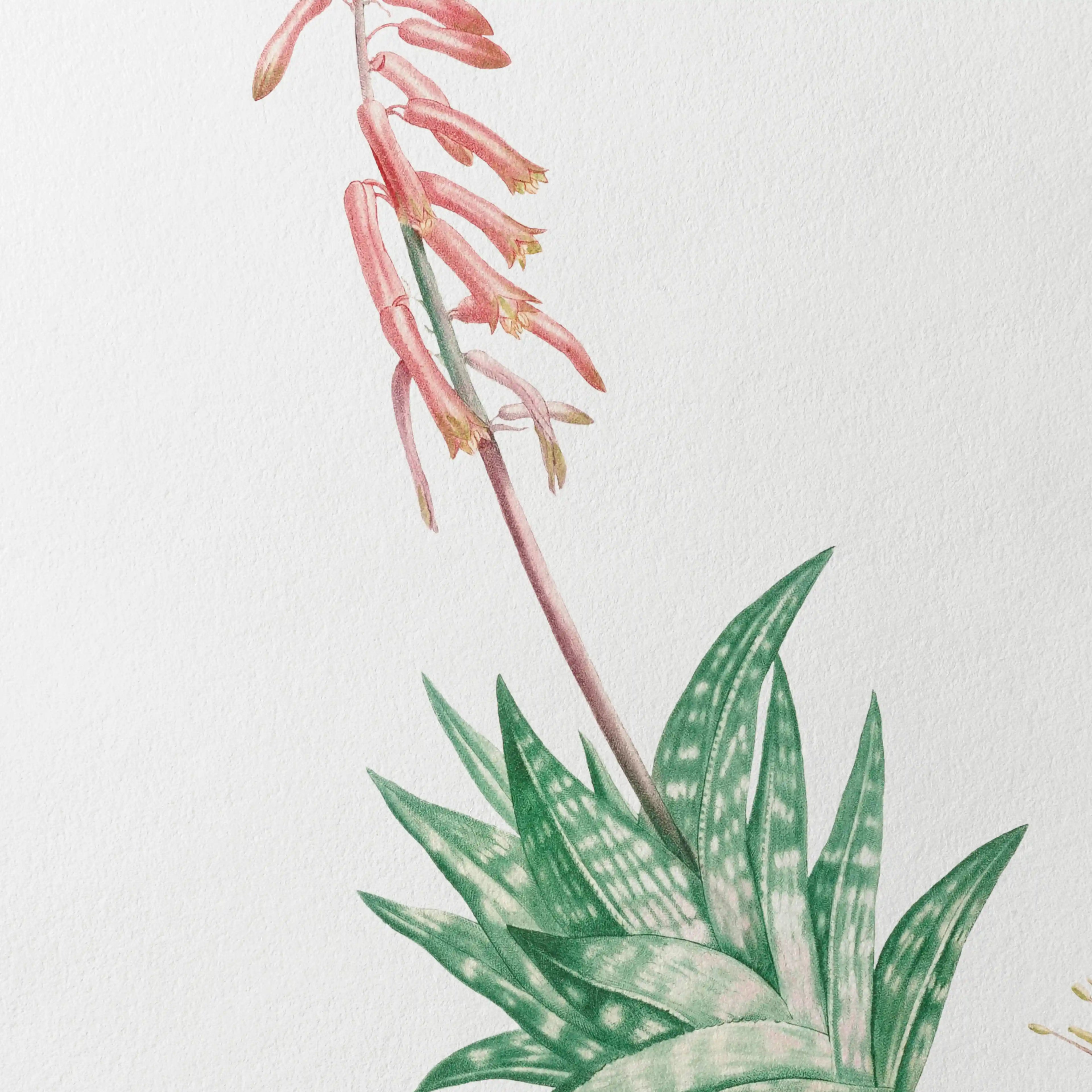 Plant Studies: Plate No. 48