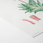 Plant Studies: Plate No. 48