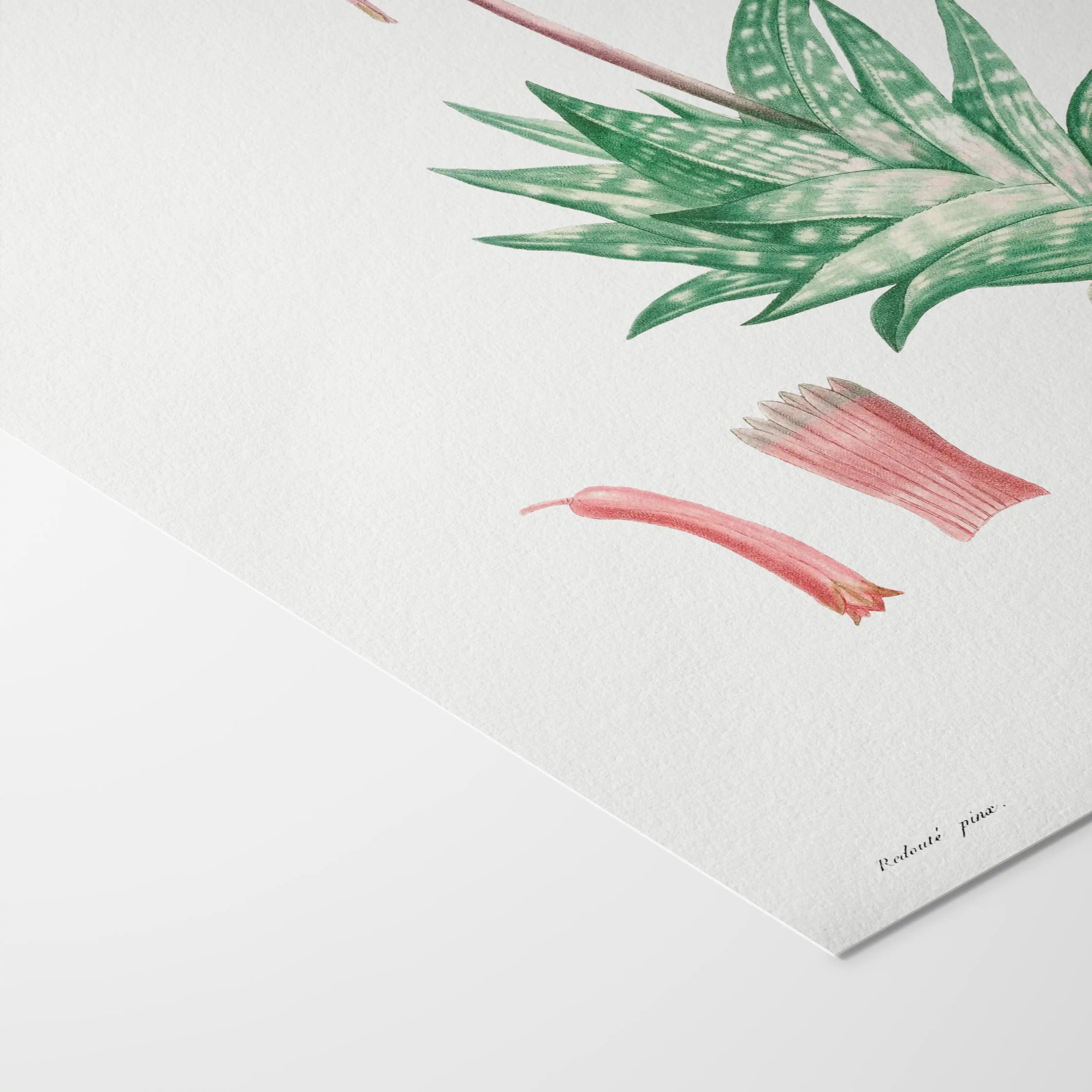 Plant Studies: Plate No. 48