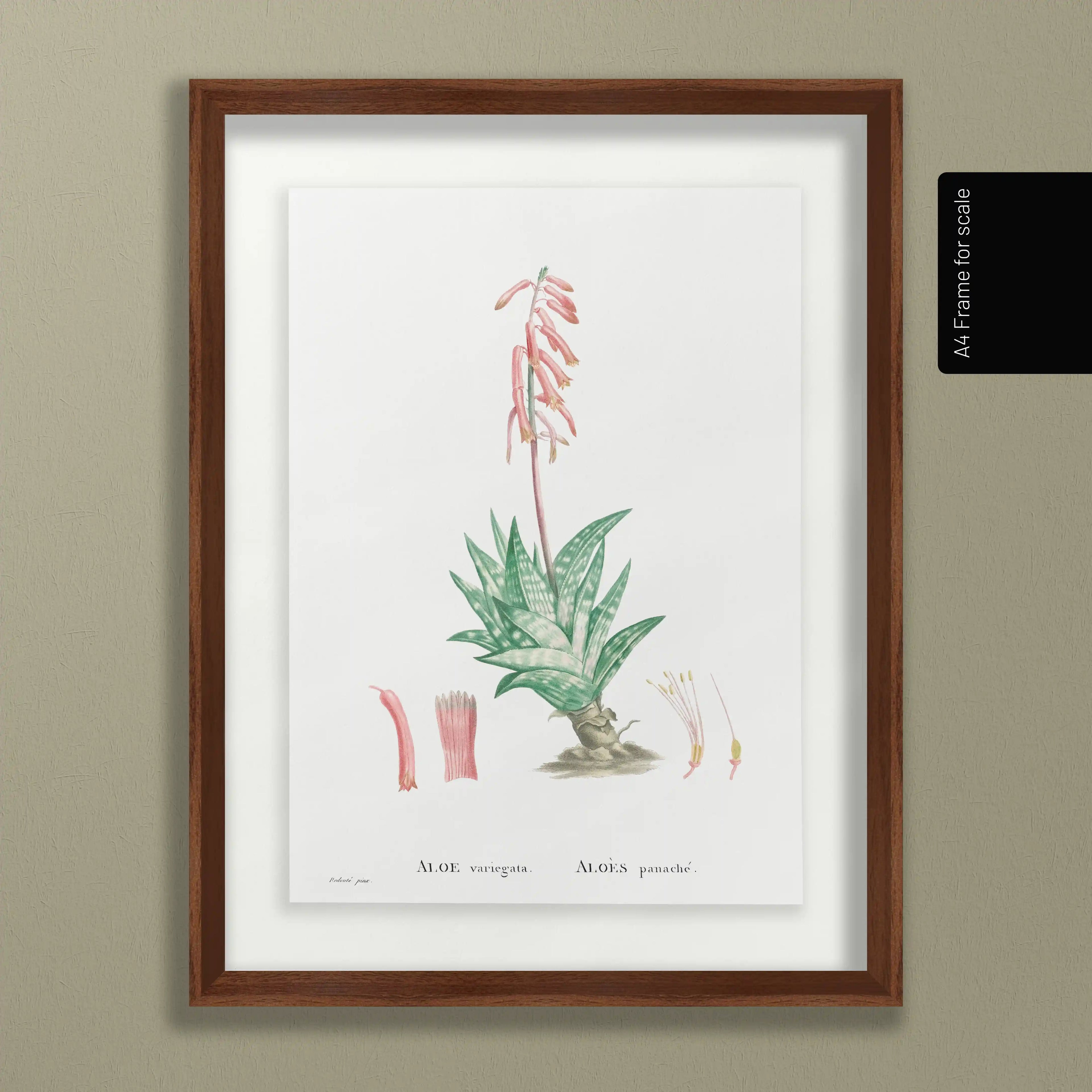 Plant Studies: Plate No. 48