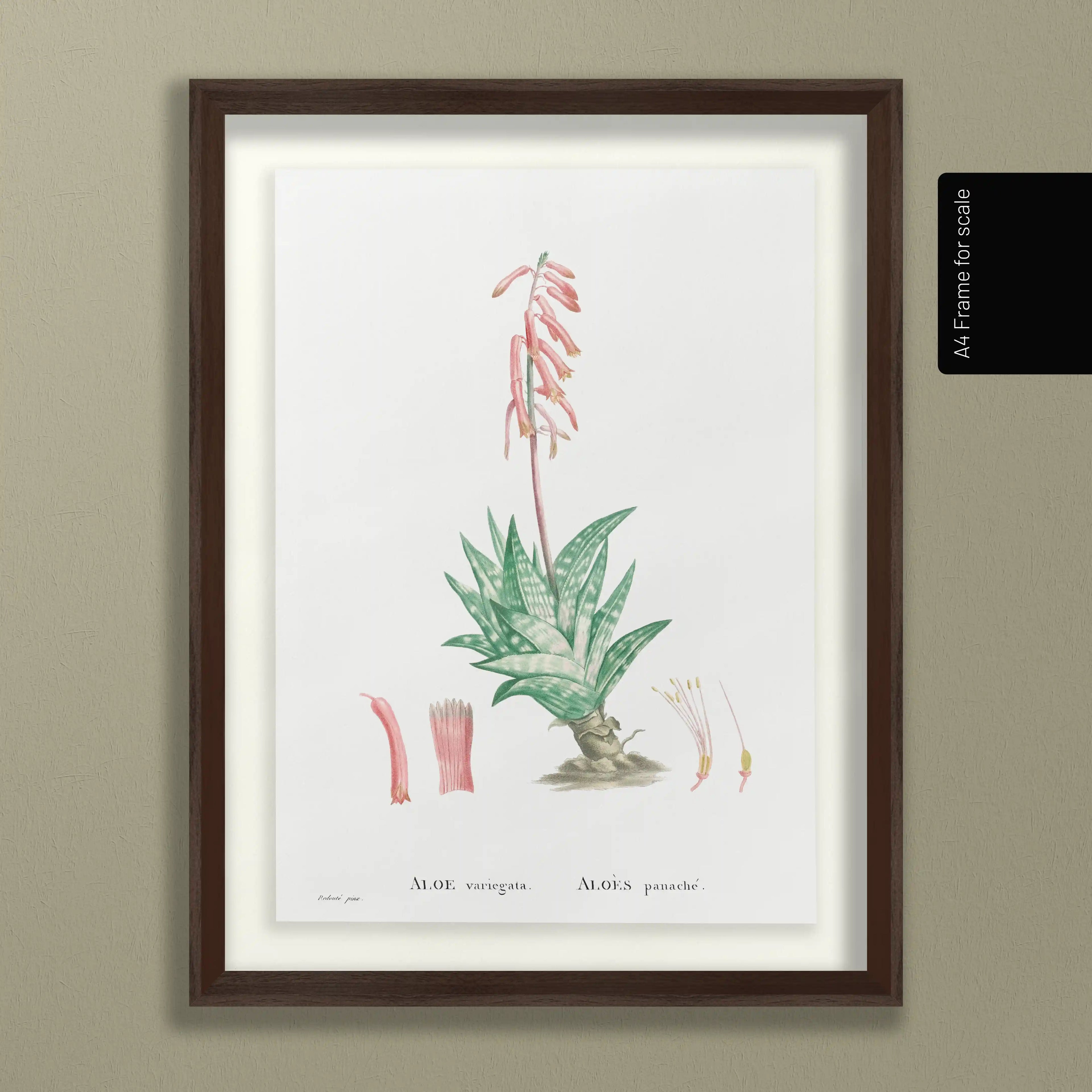 Plant Studies: Plate No. 48