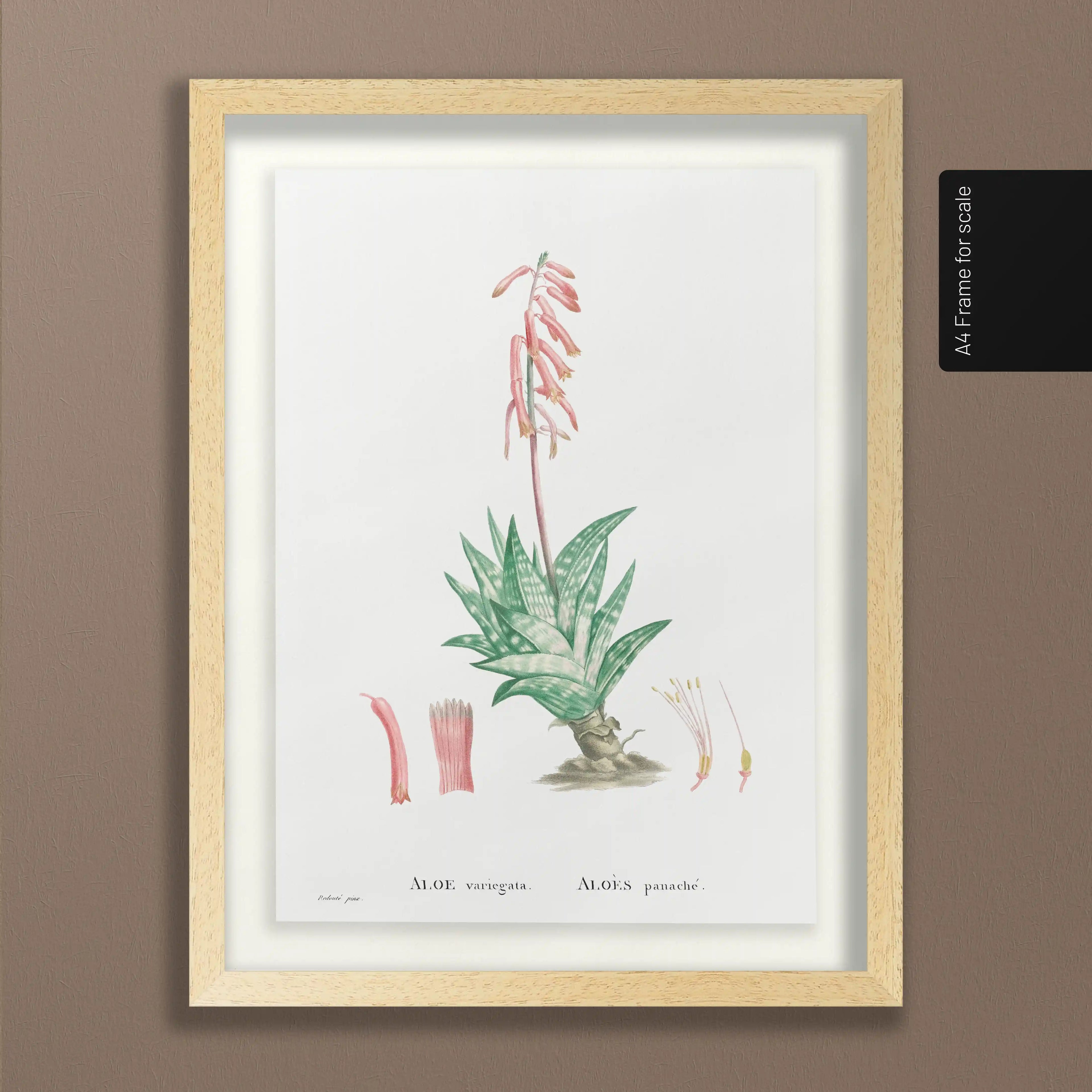 Plant Studies: Plate No. 48