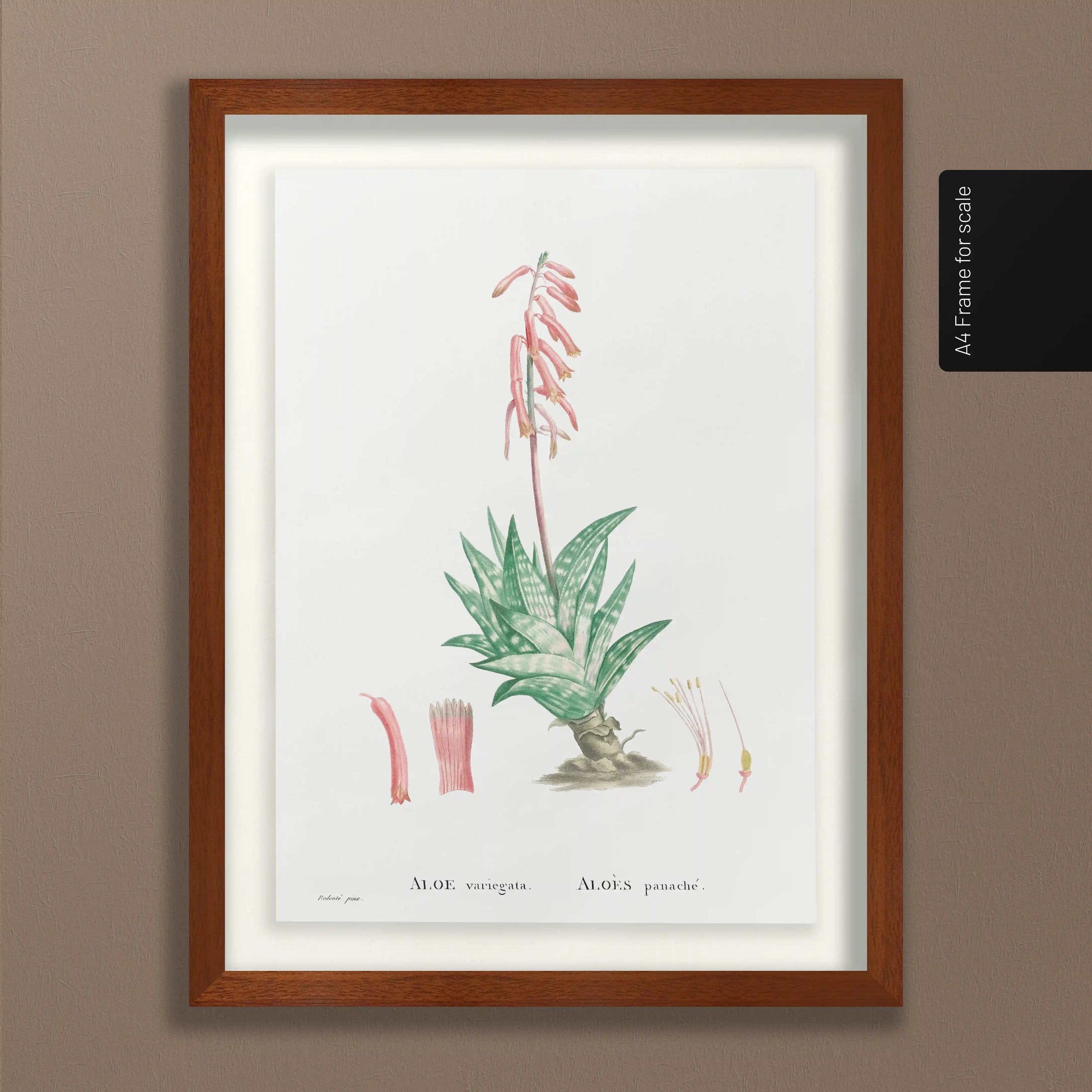 Plant Studies: Plate No. 48