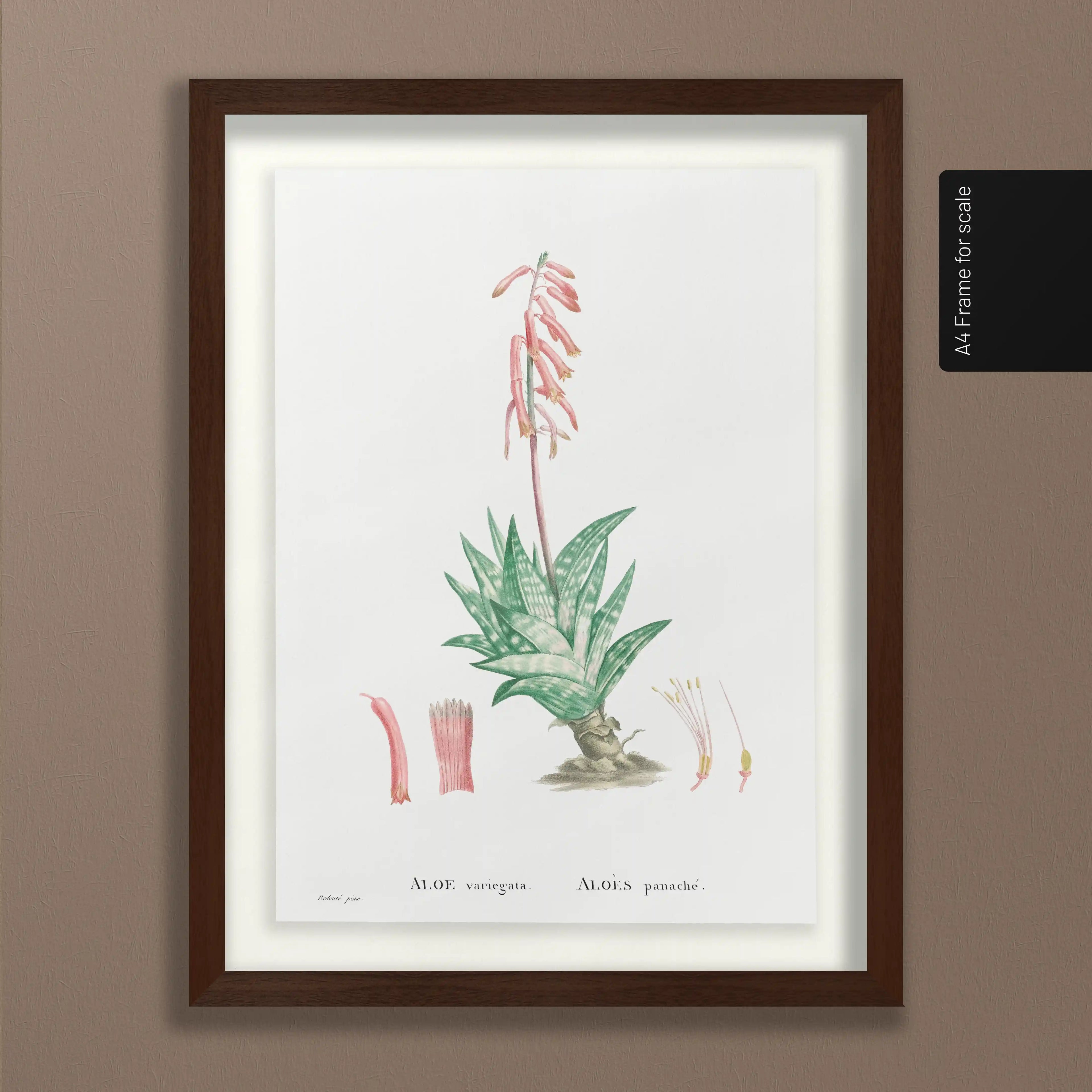 Plant Studies: Plate No. 48