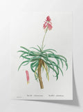 Plant Studies: Plate No. 49