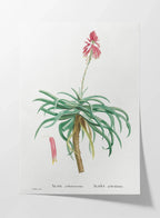 Plant Studies: Plate No. 49