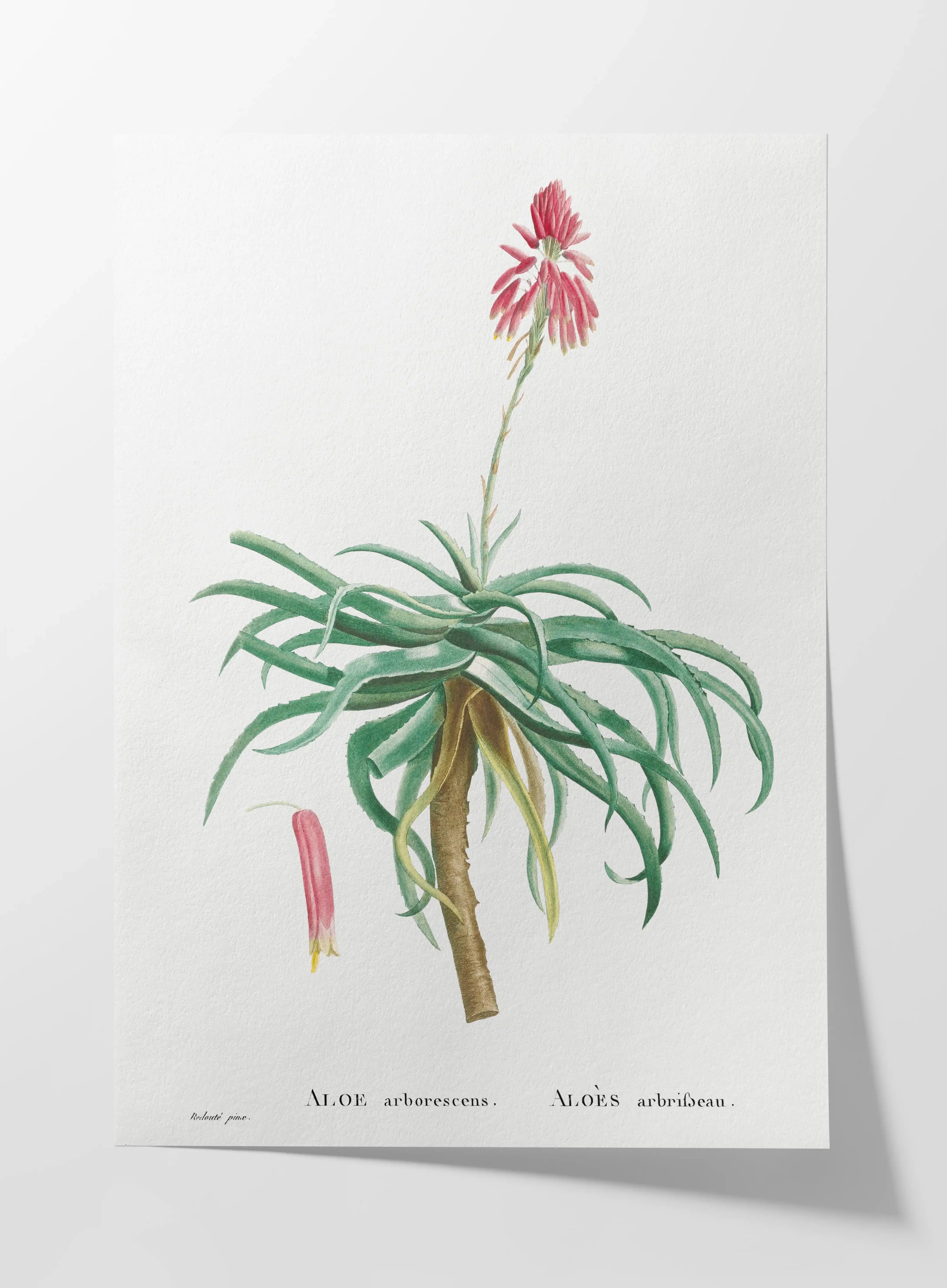 Plant Studies: Plate No. 49