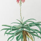 Plant Studies: Plate No. 49