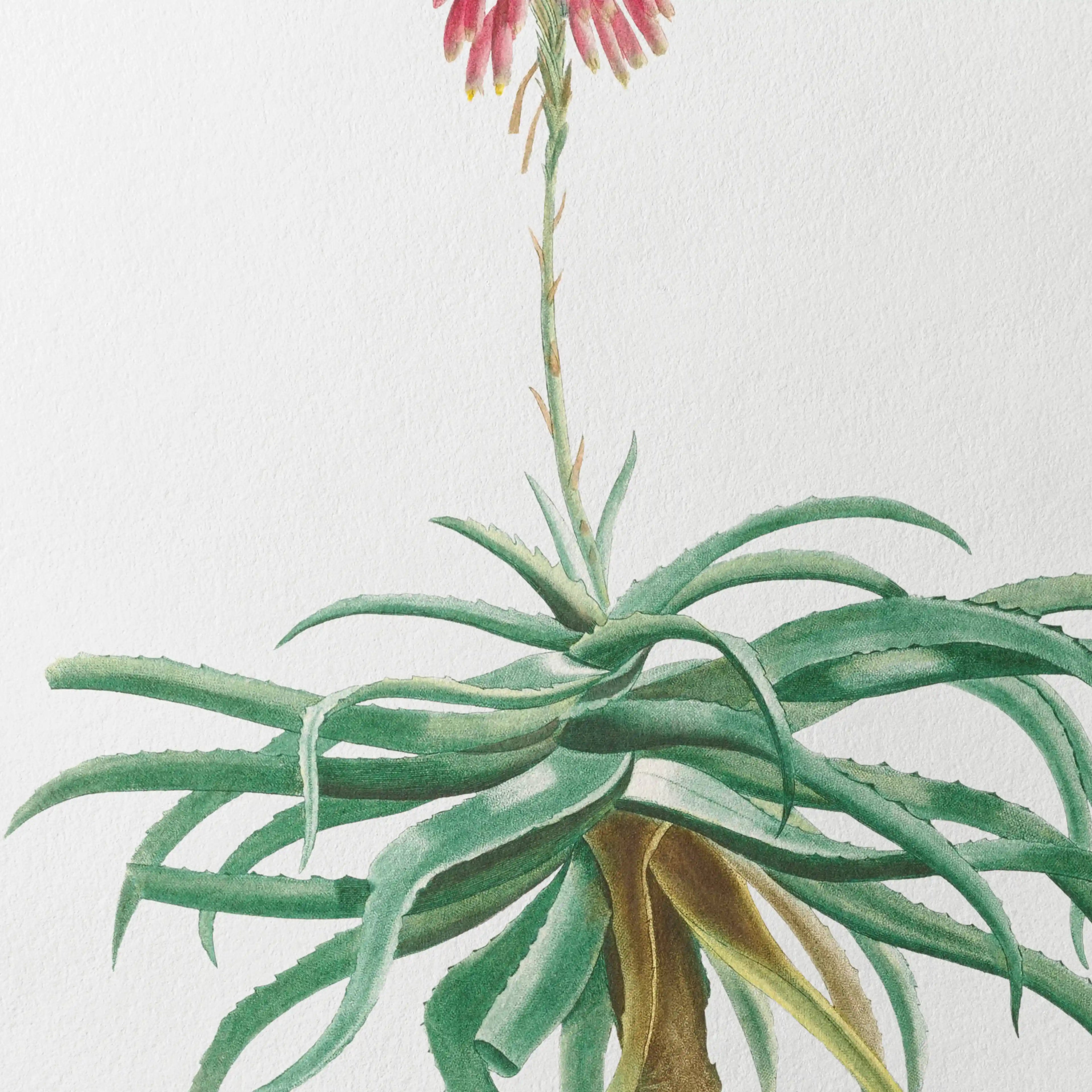 Plant Studies: Plate No. 49