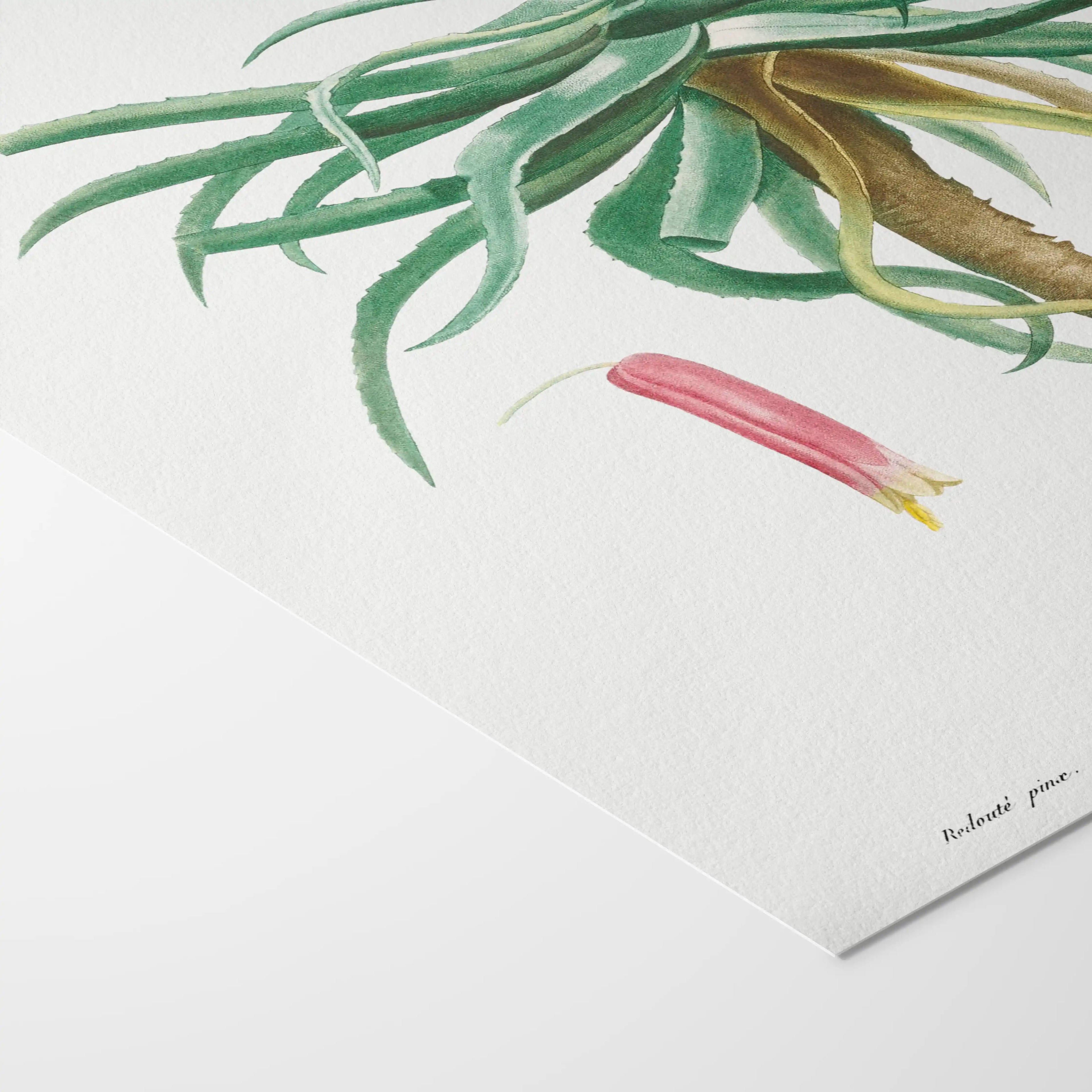 Plant Studies: Plate No. 49