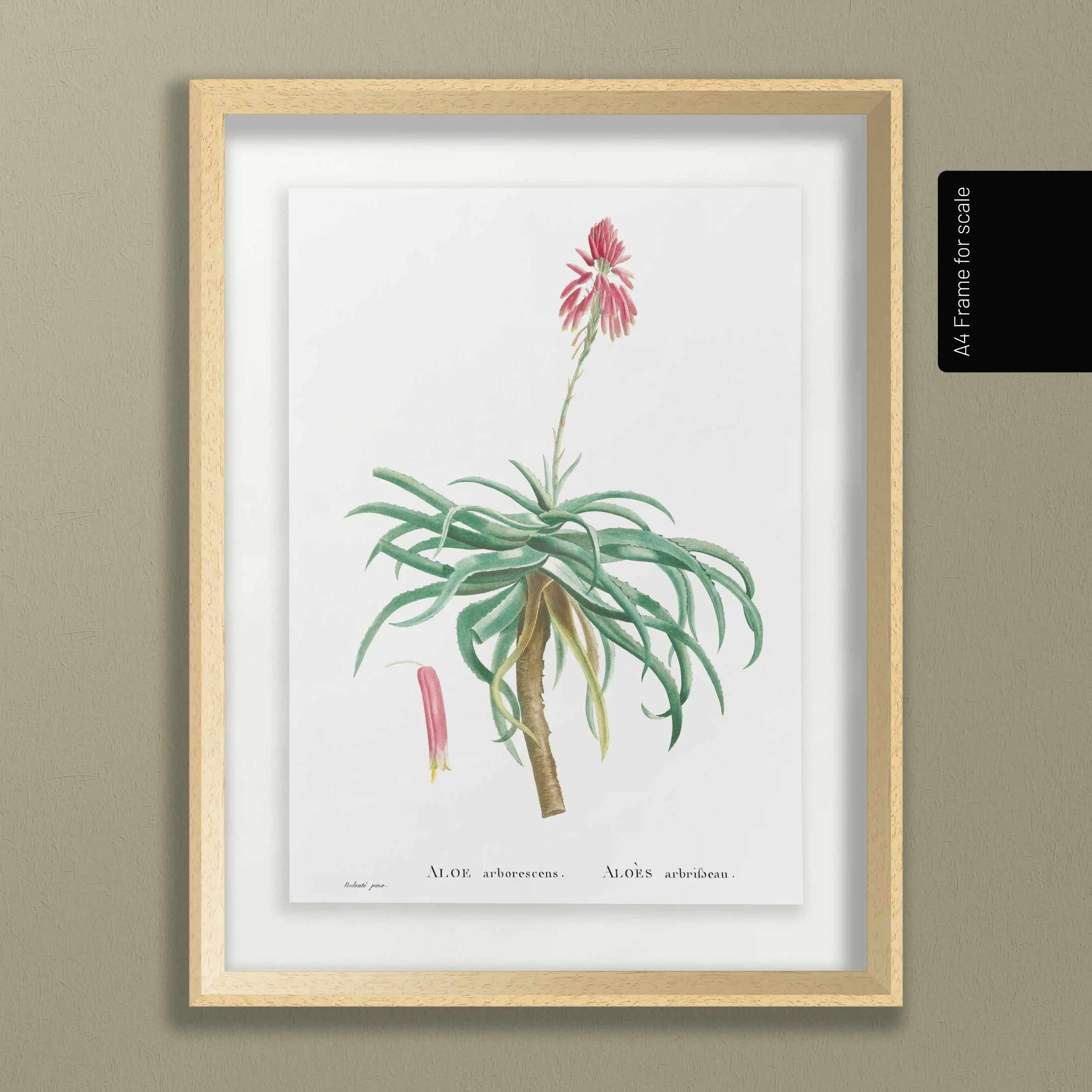 Plant Studies: Plate No. 49