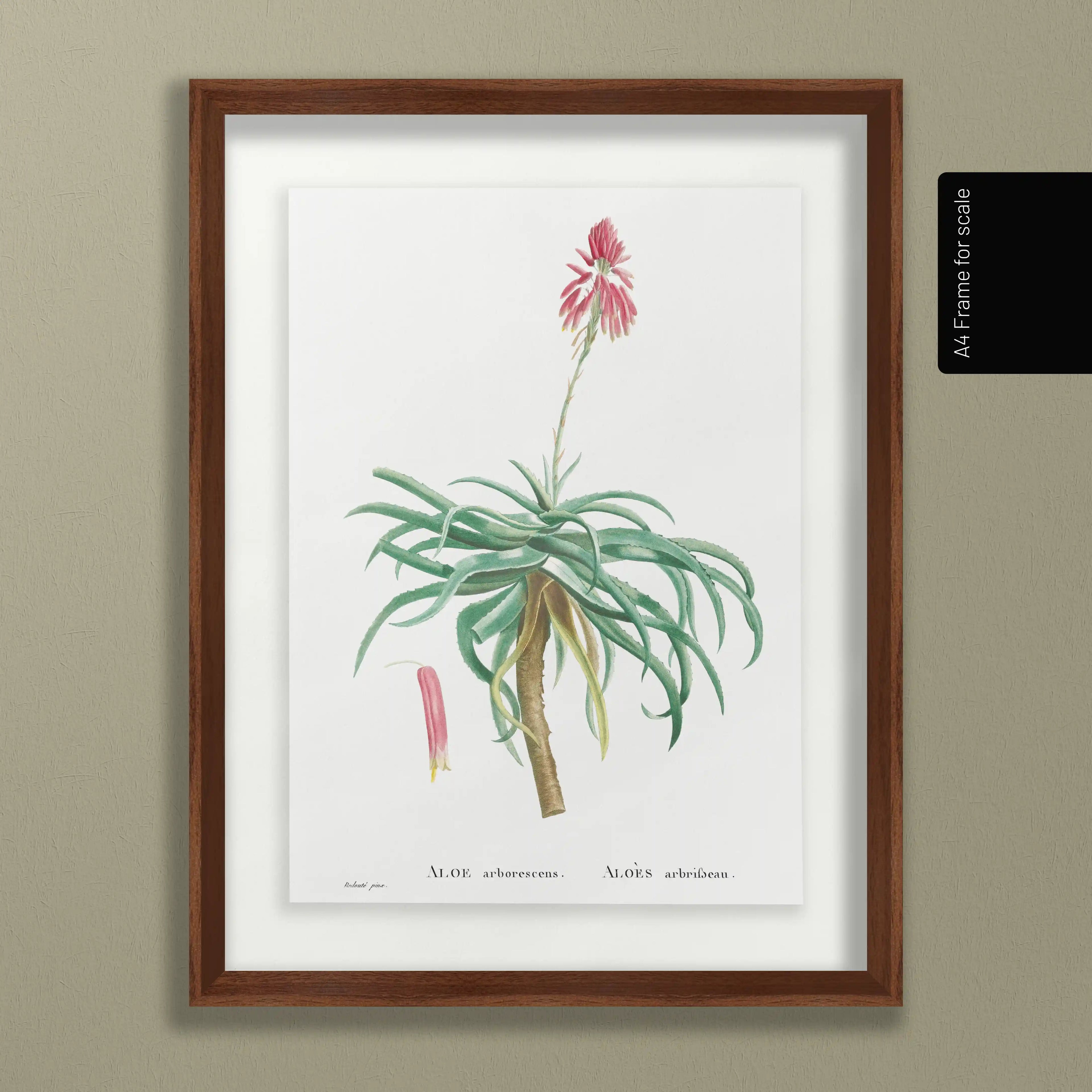 Plant Studies: Plate No. 49