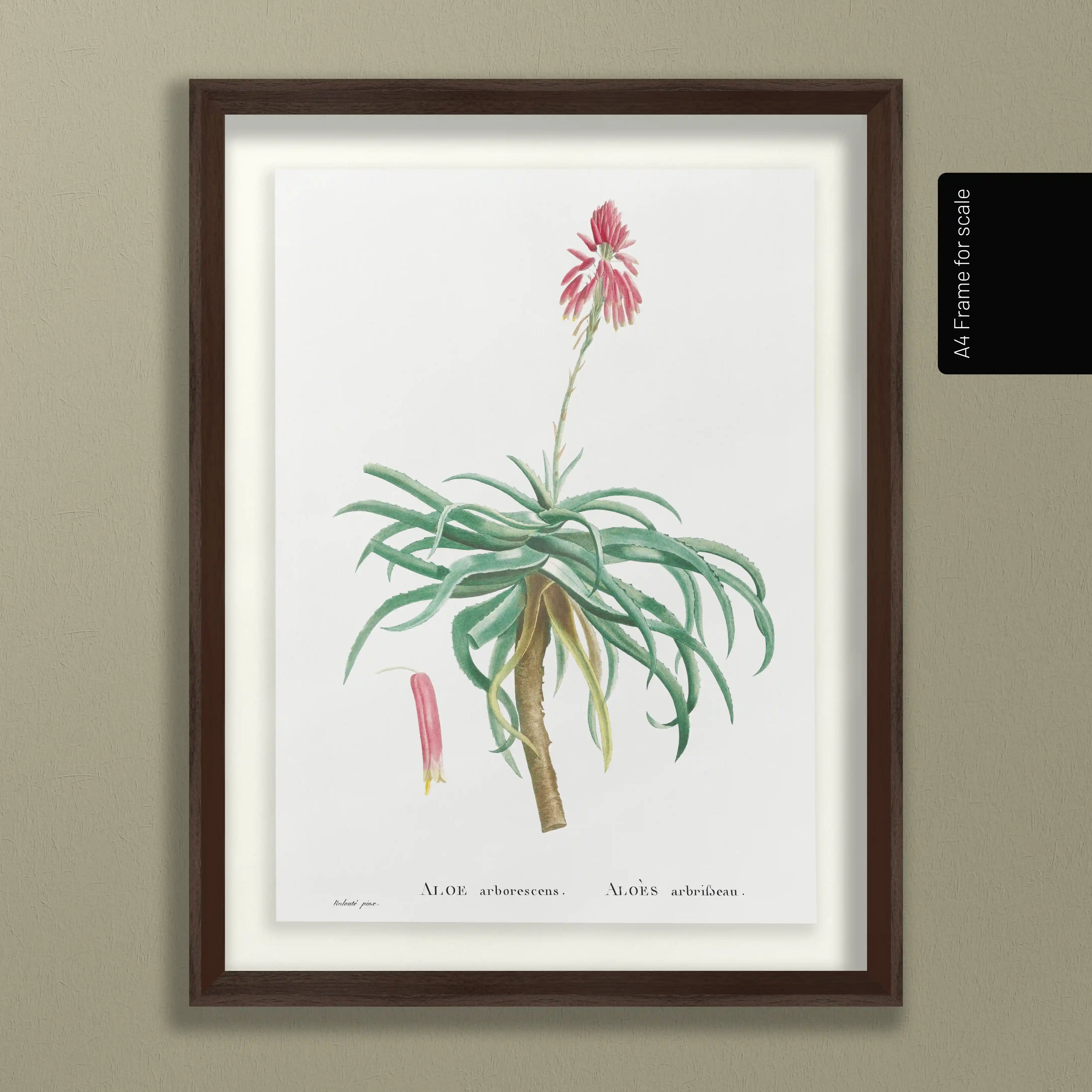 Plant Studies: Plate No. 49