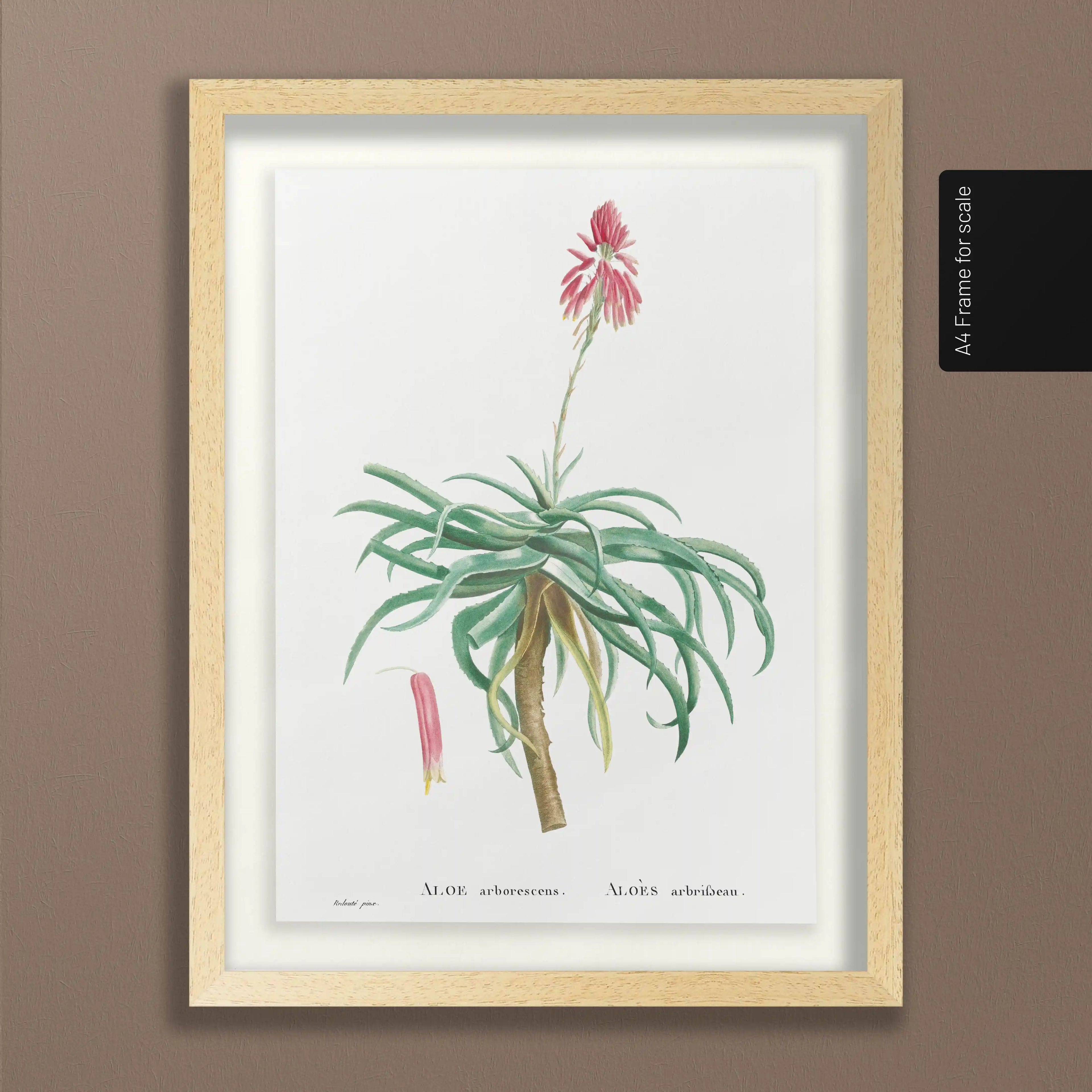 Plant Studies: Plate No. 49