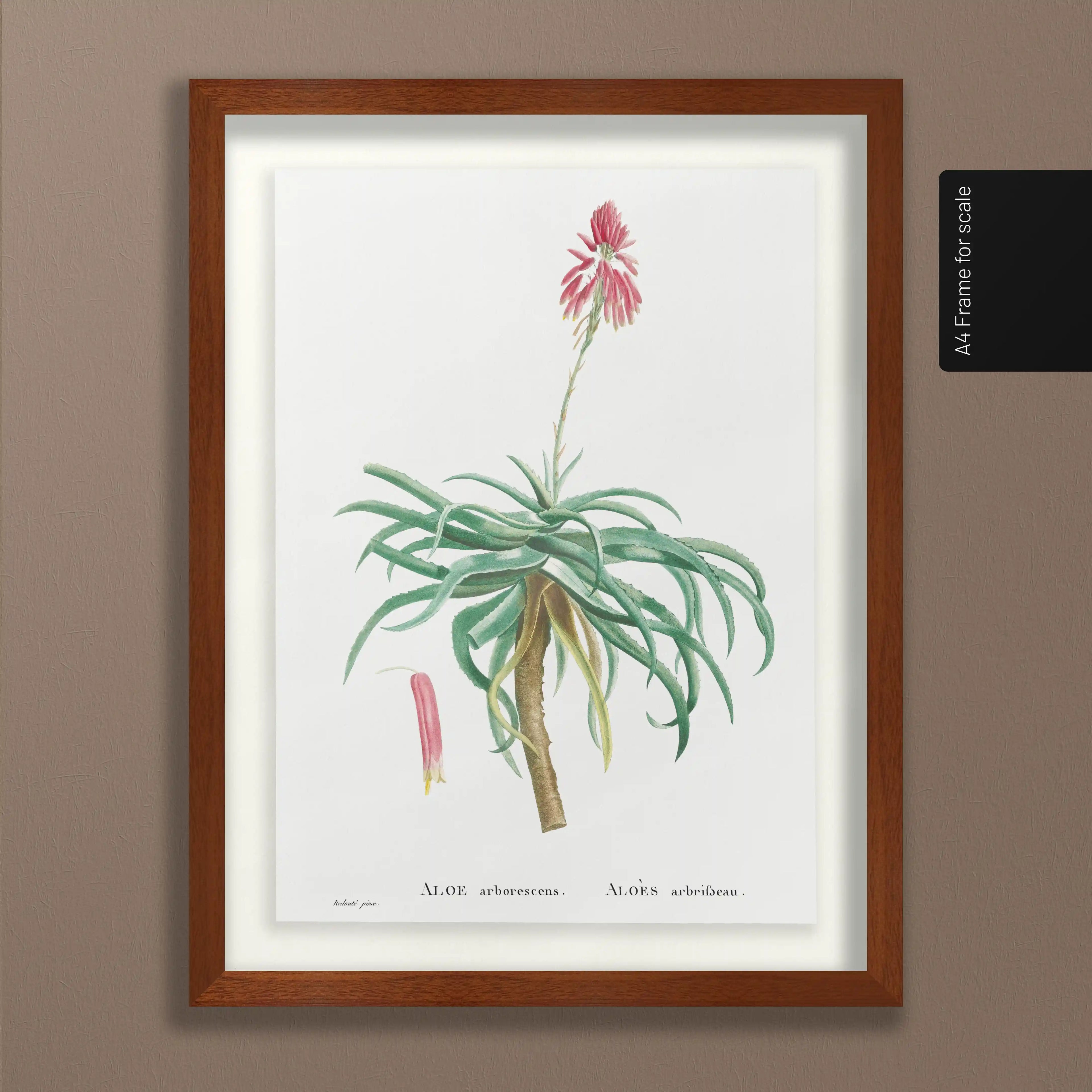 Plant Studies: Plate No. 49