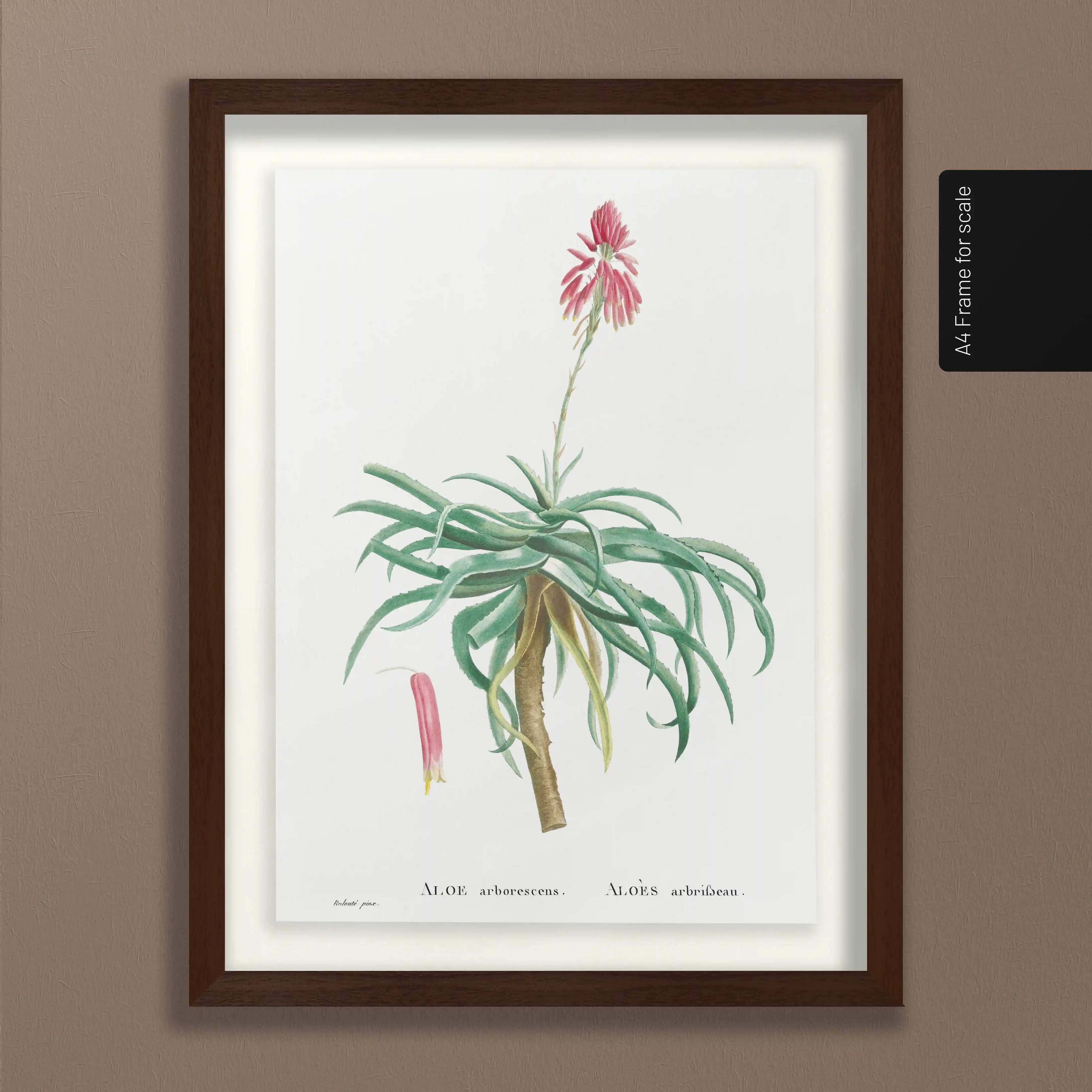 Plant Studies: Plate No. 49