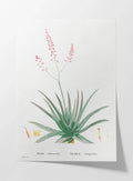 Plant Studies: Plate No. 50