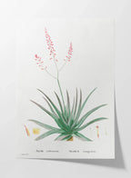 Plant Studies: Plate No. 50
