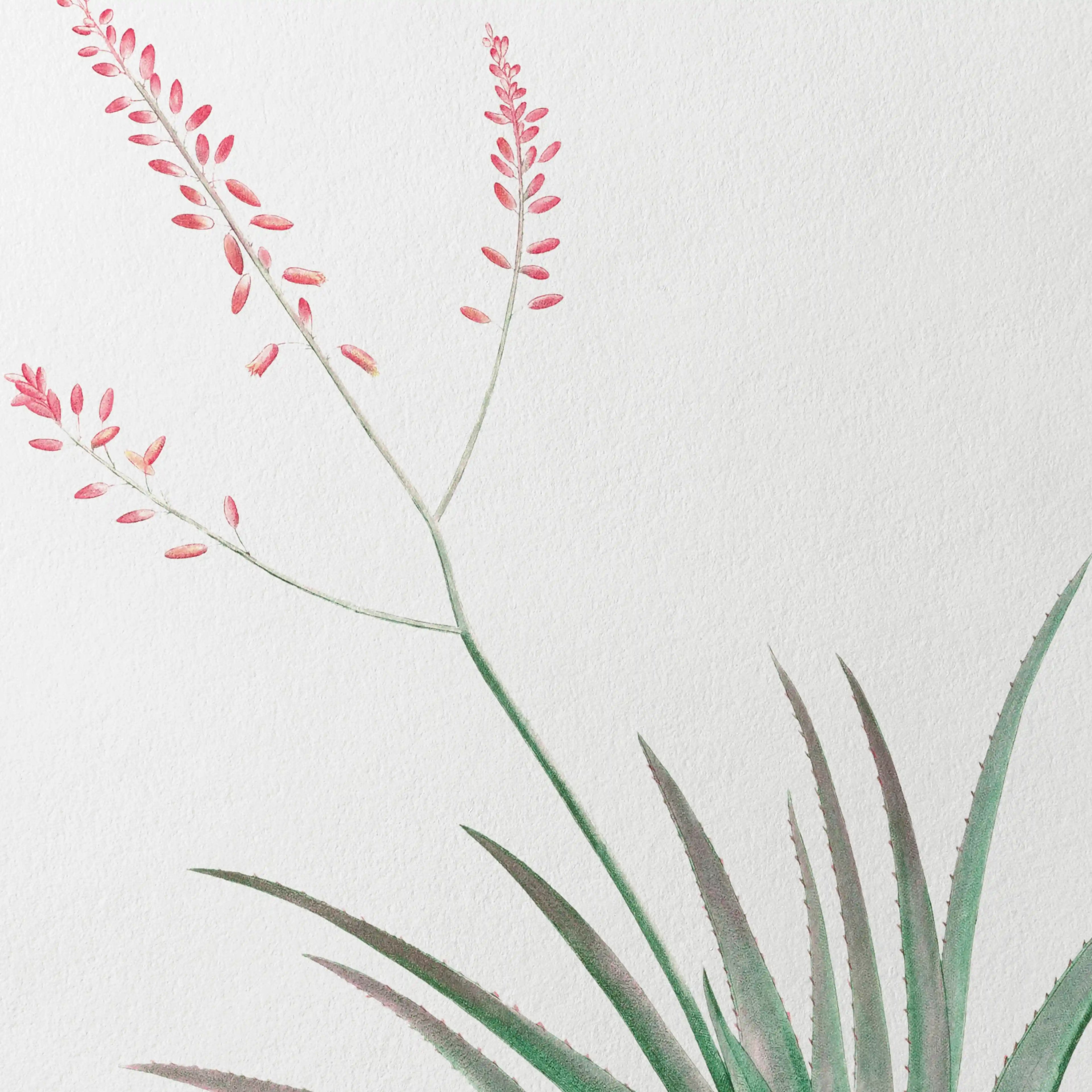 Plant Studies: Plate No. 50