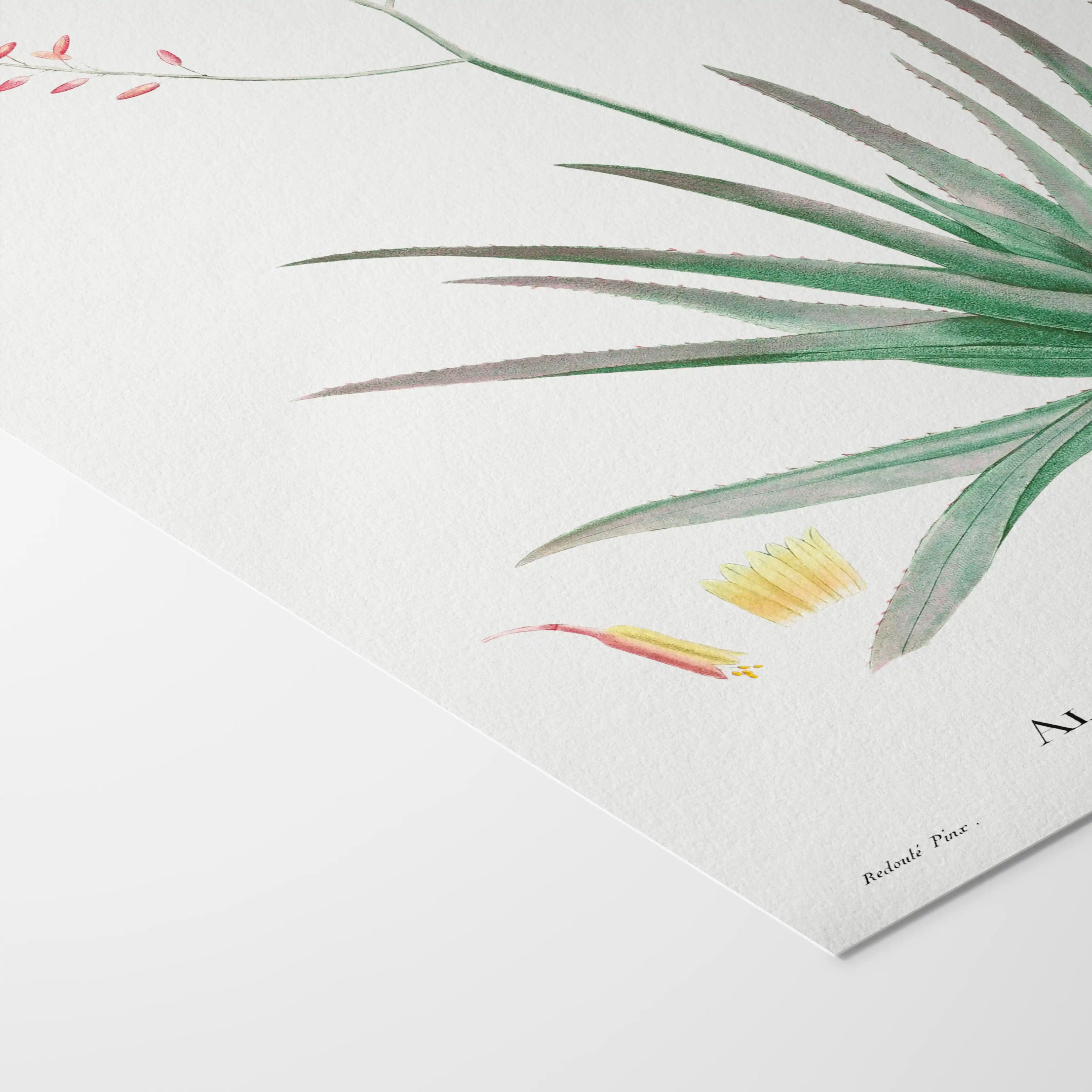 Plant Studies: Plate No. 50