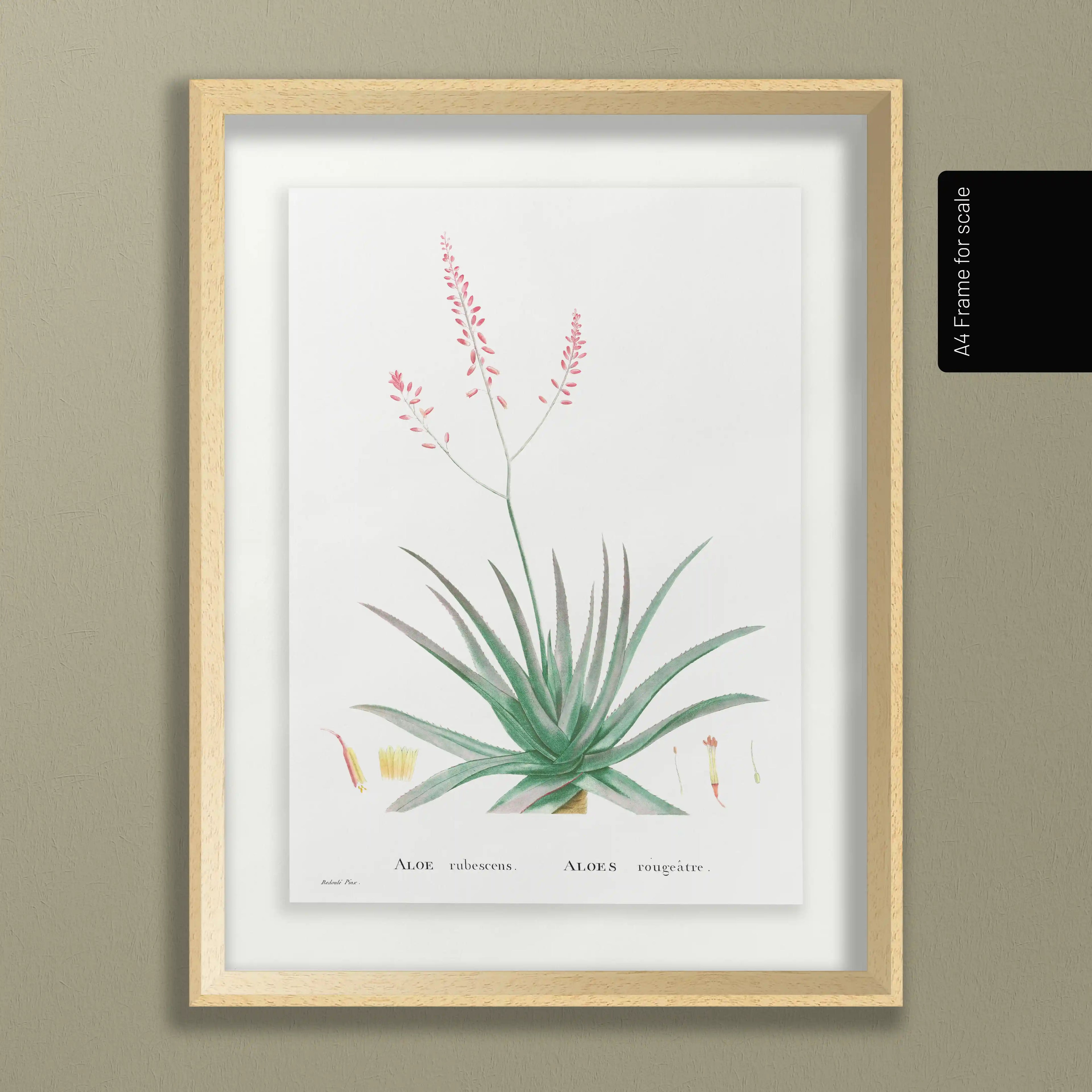 Plant Studies: Plate No. 50