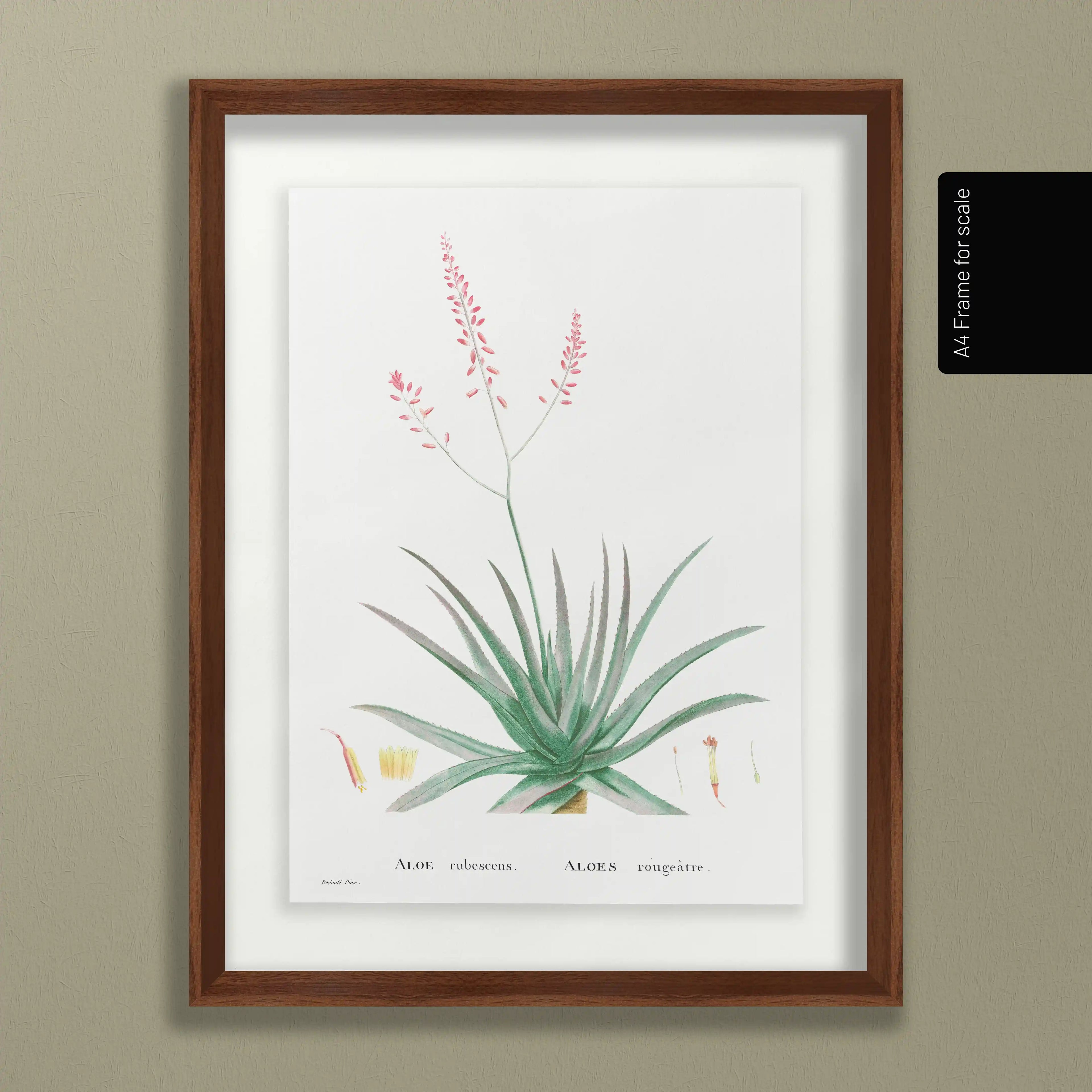 Plant Studies: Plate No. 50