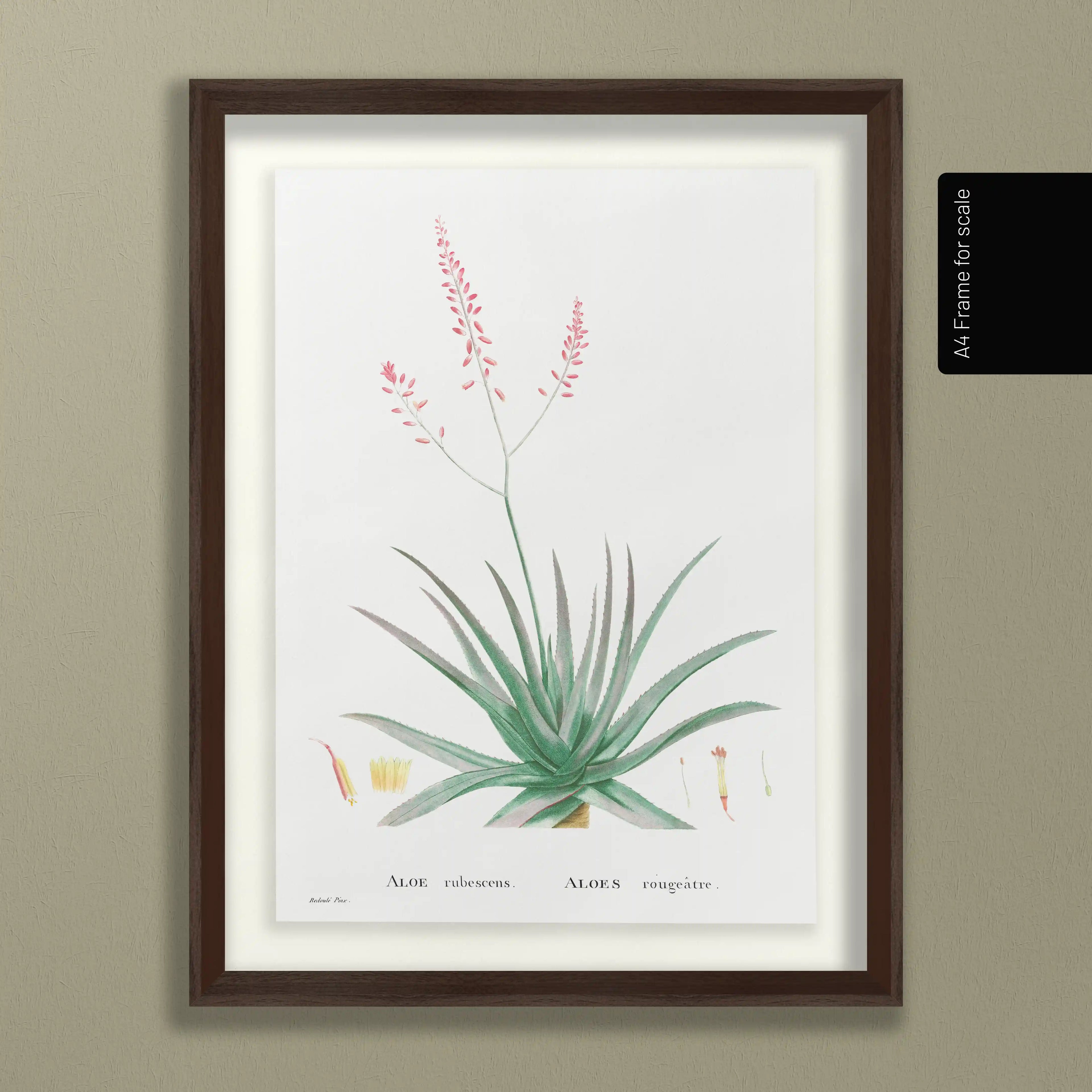 Plant Studies: Plate No. 50