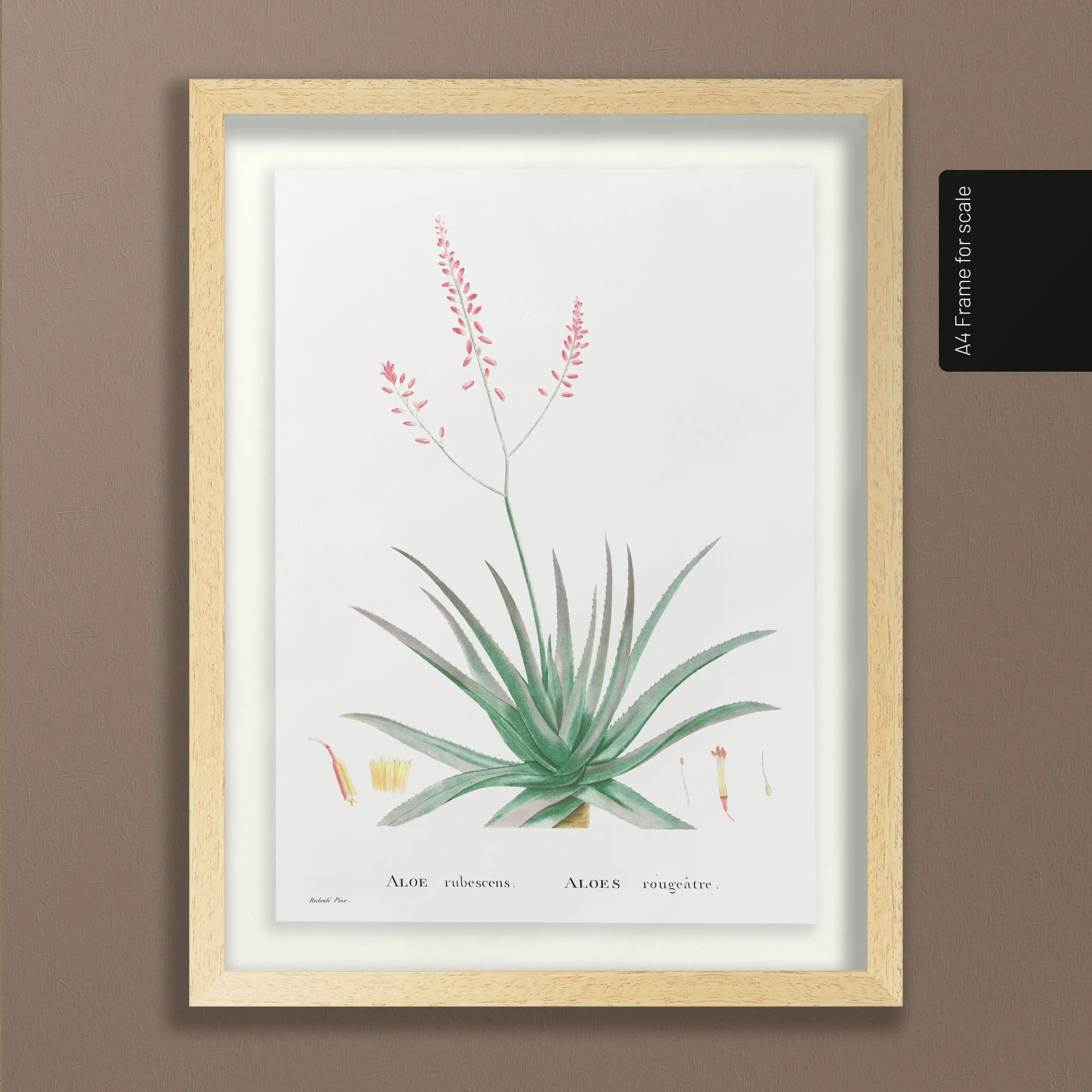 Plant Studies: Plate No. 50