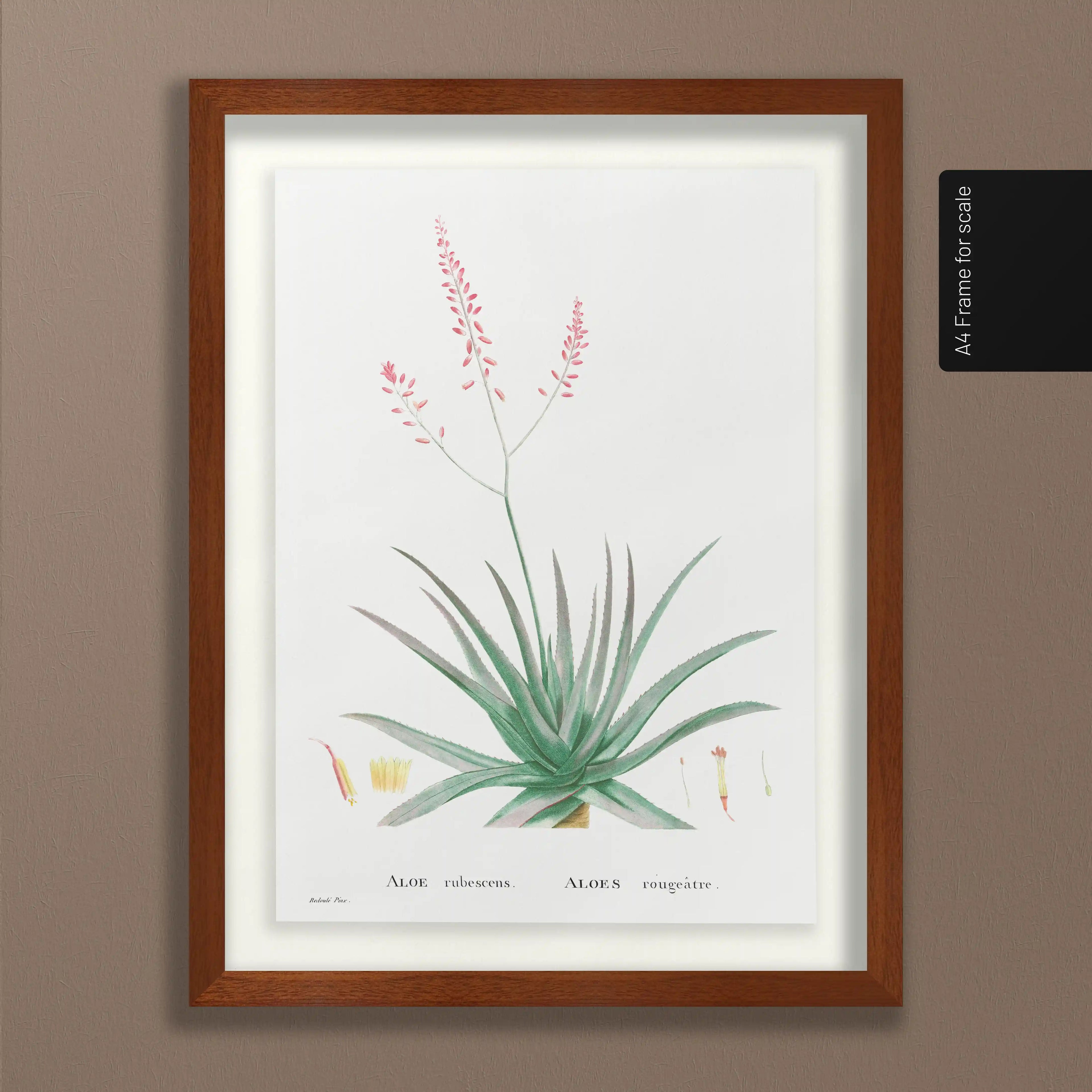 Plant Studies: Plate No. 50