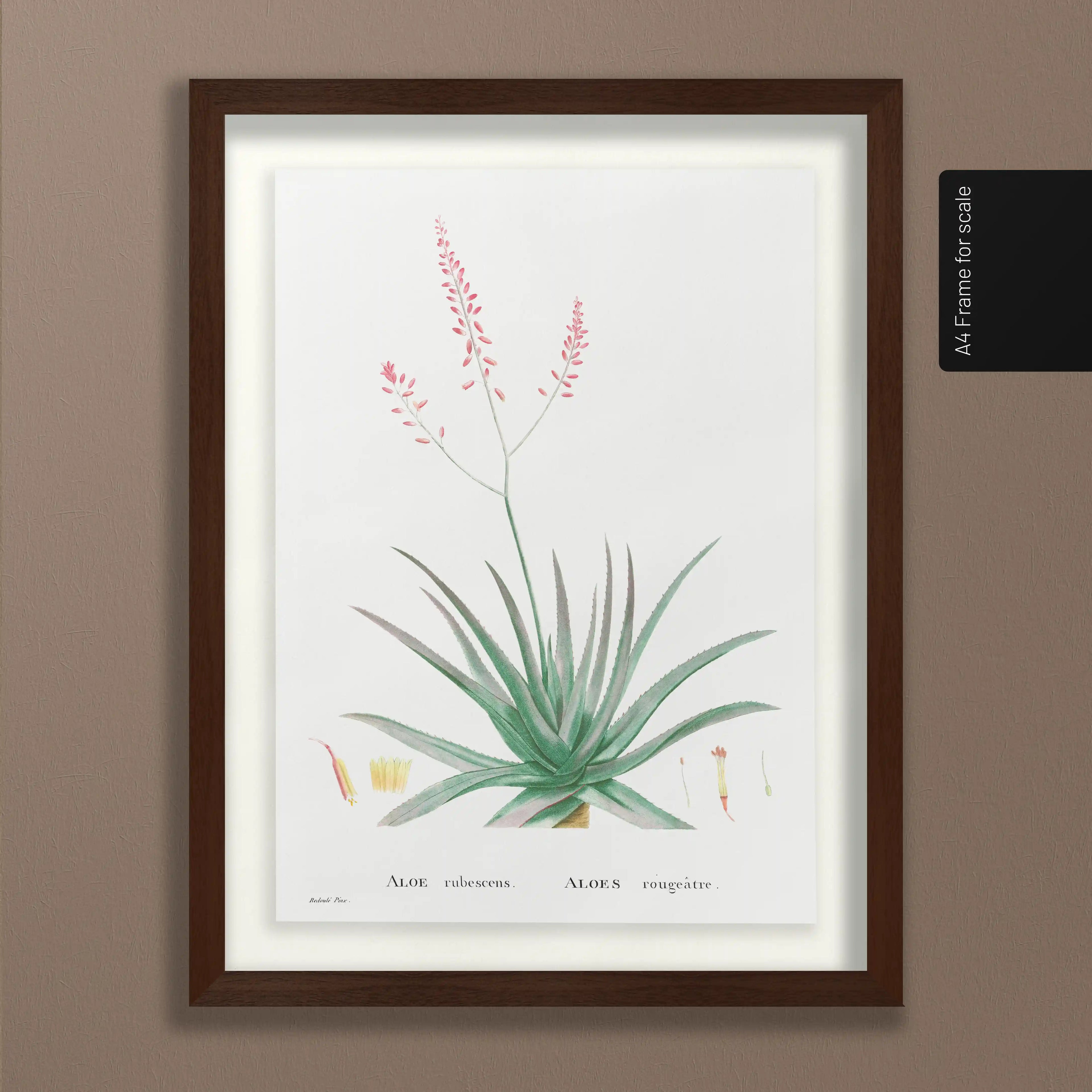 Plant Studies: Plate No. 50