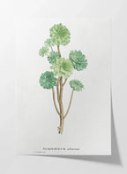 Plant Studies: Plate No. 51