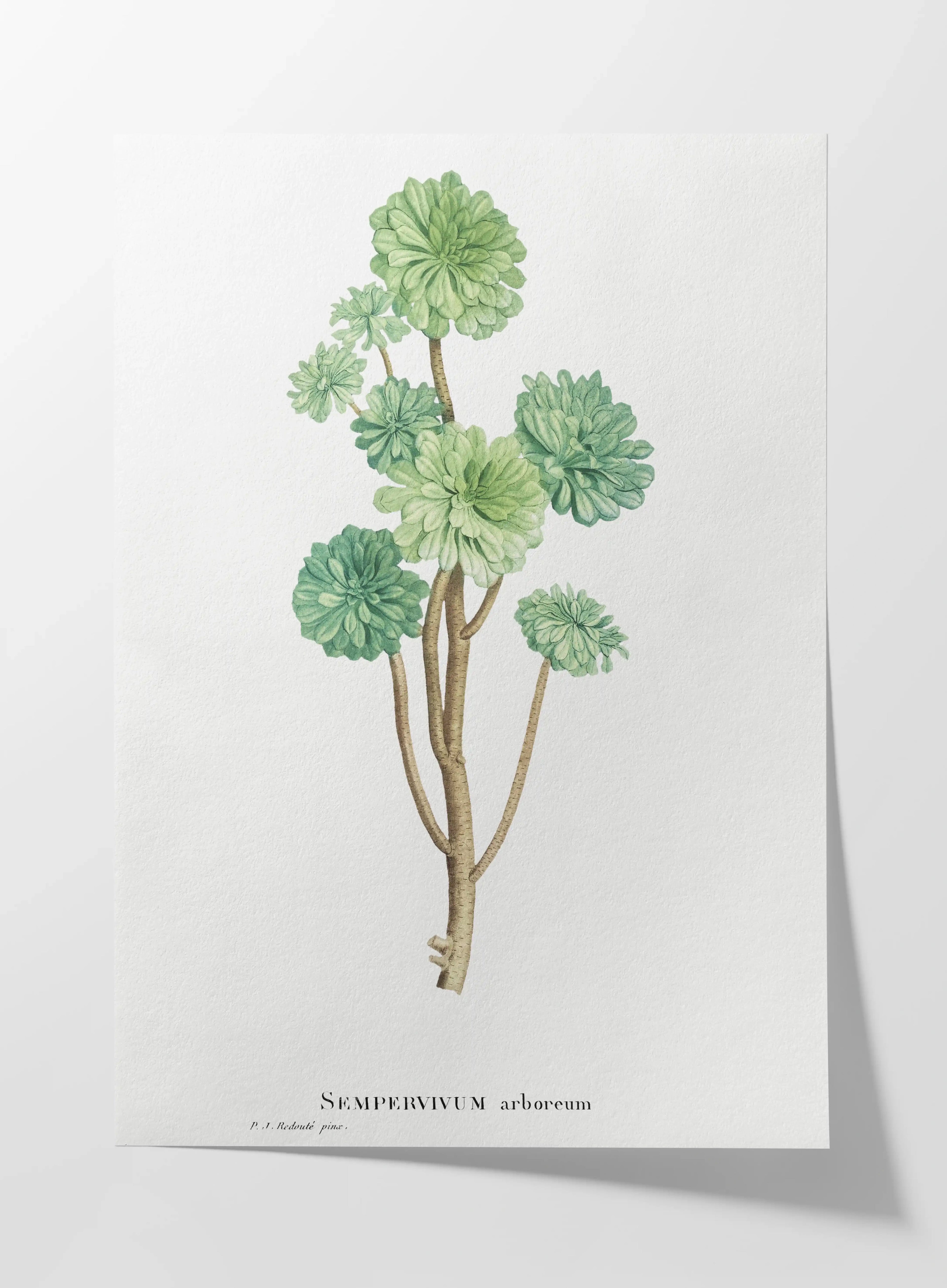 Plant Studies: Plate No. 51