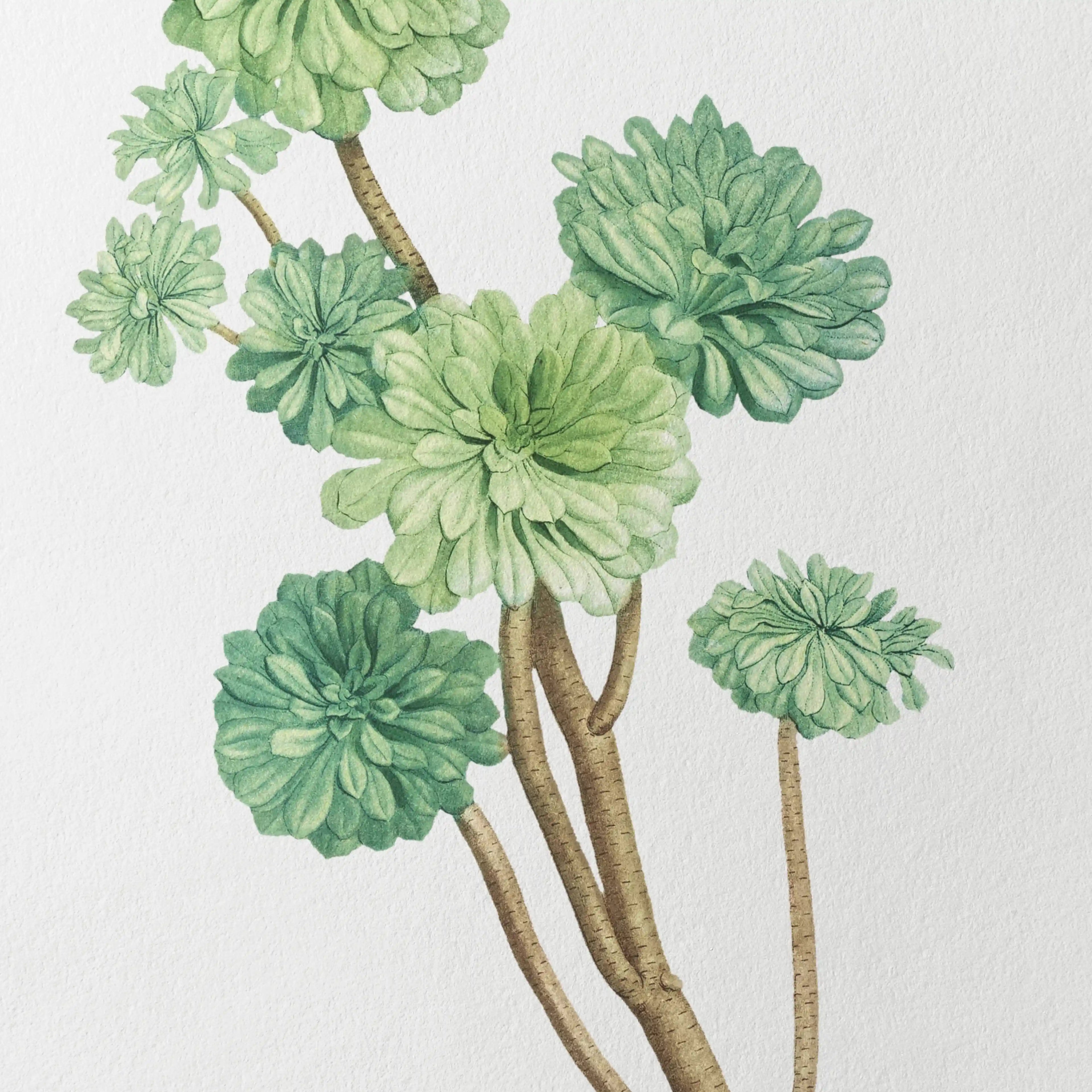 Plant Studies: Plate No. 51