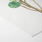 Plant Studies: Plate No. 51